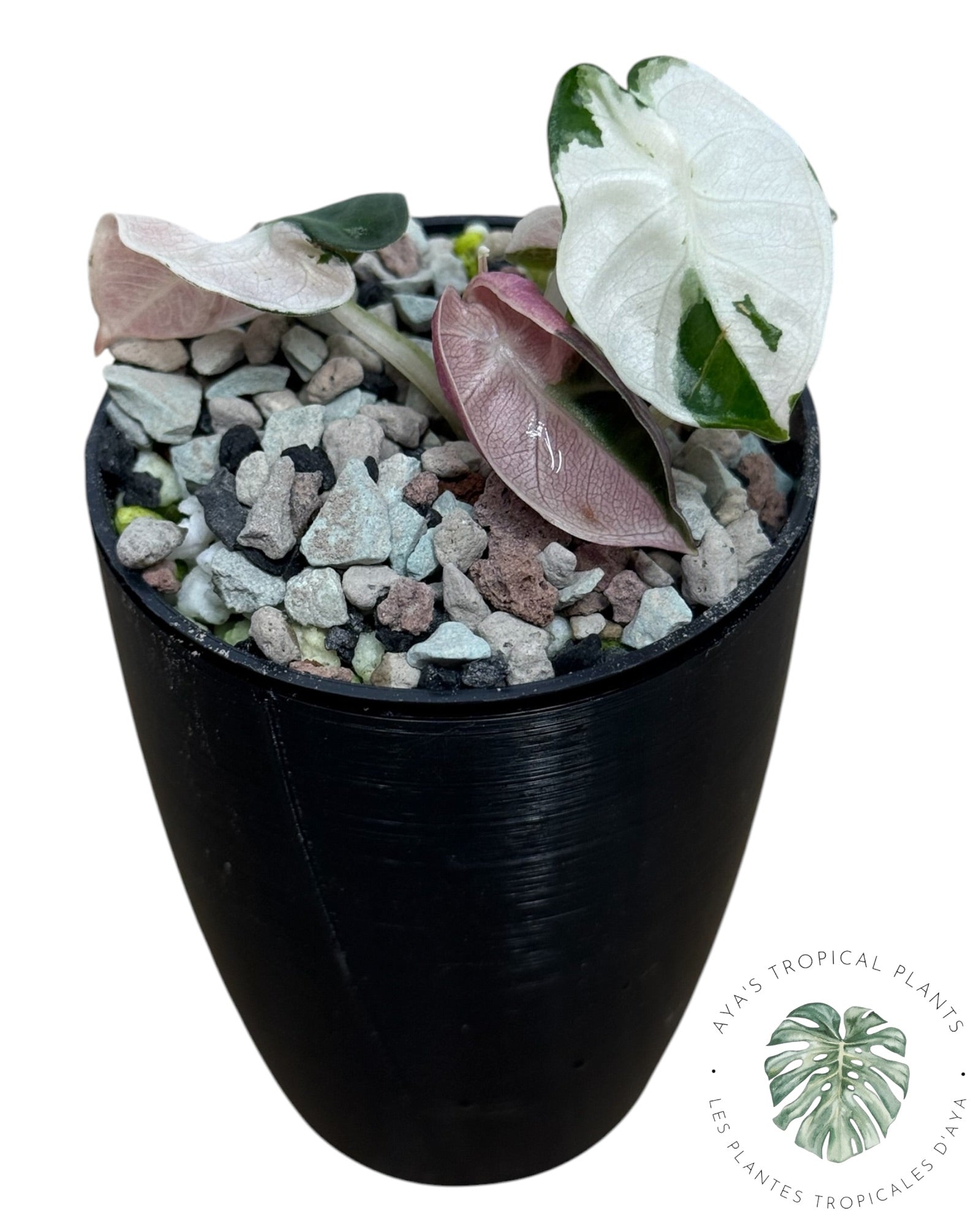 Alocasia Heart Balloon Pink variegated