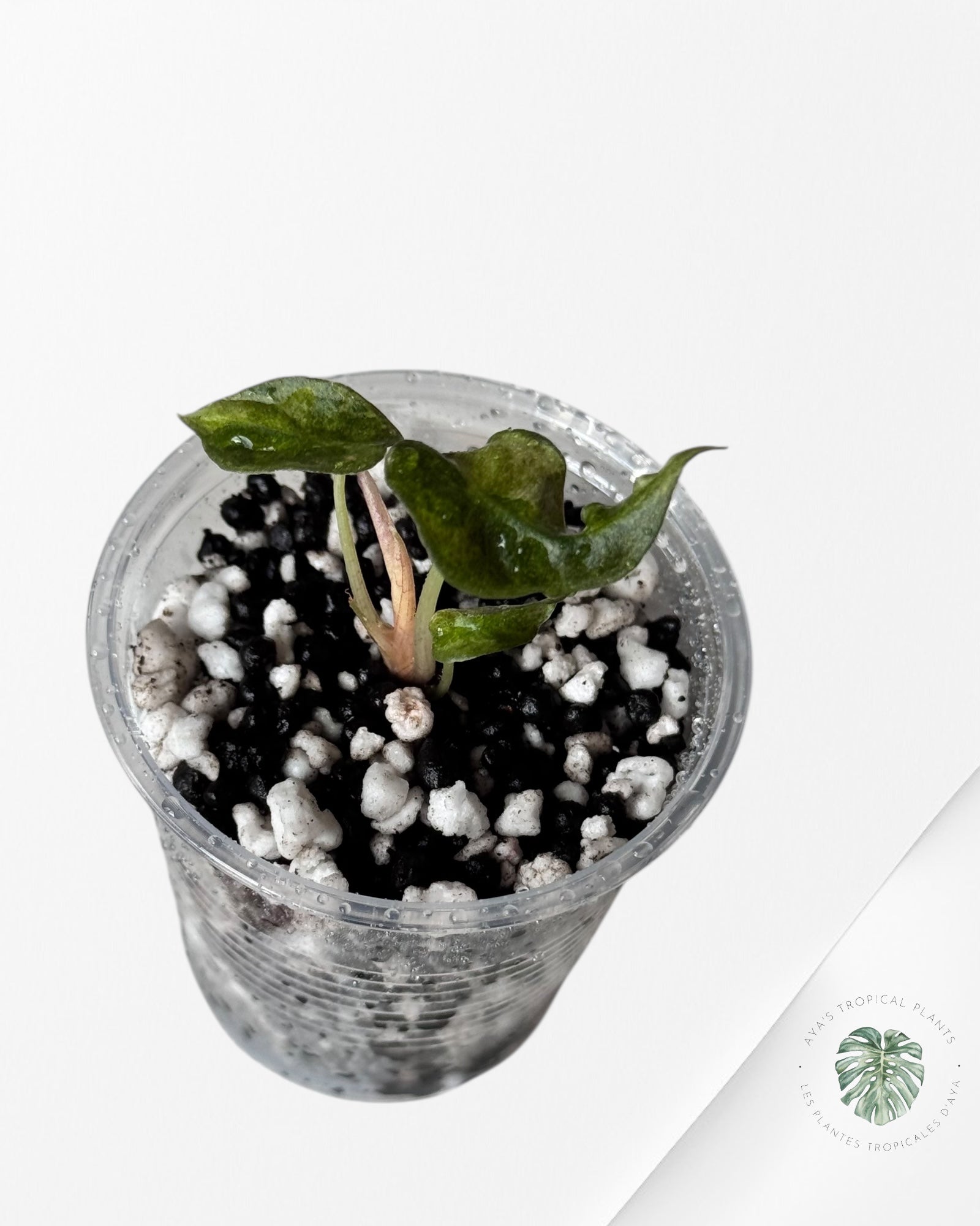 Alocasia Polly Aurea Variegated - LU2