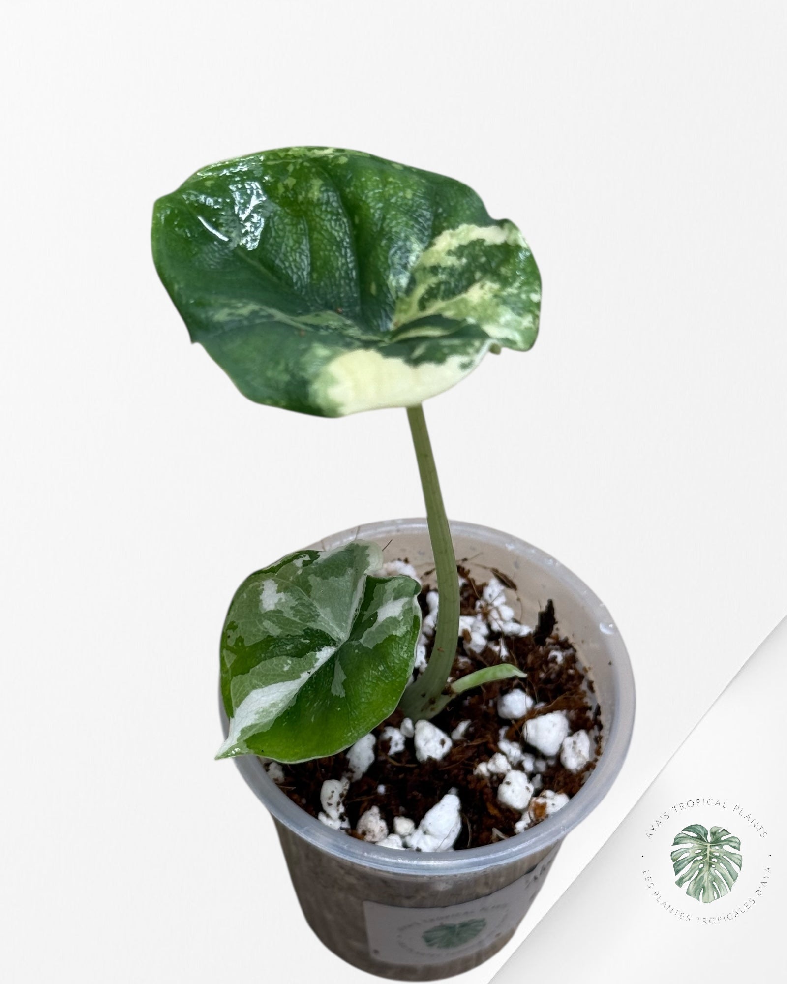 Alocasia Melo Variegated Albo| Rare TC Plant| Aya's Tropical Plants