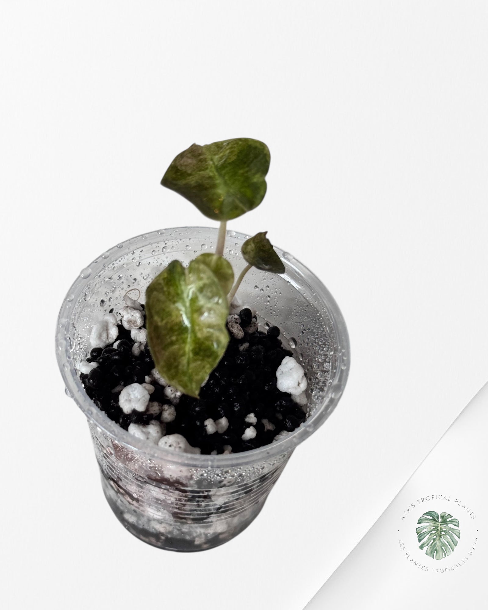 Alocasia Polly Aurea Variegated - LU3