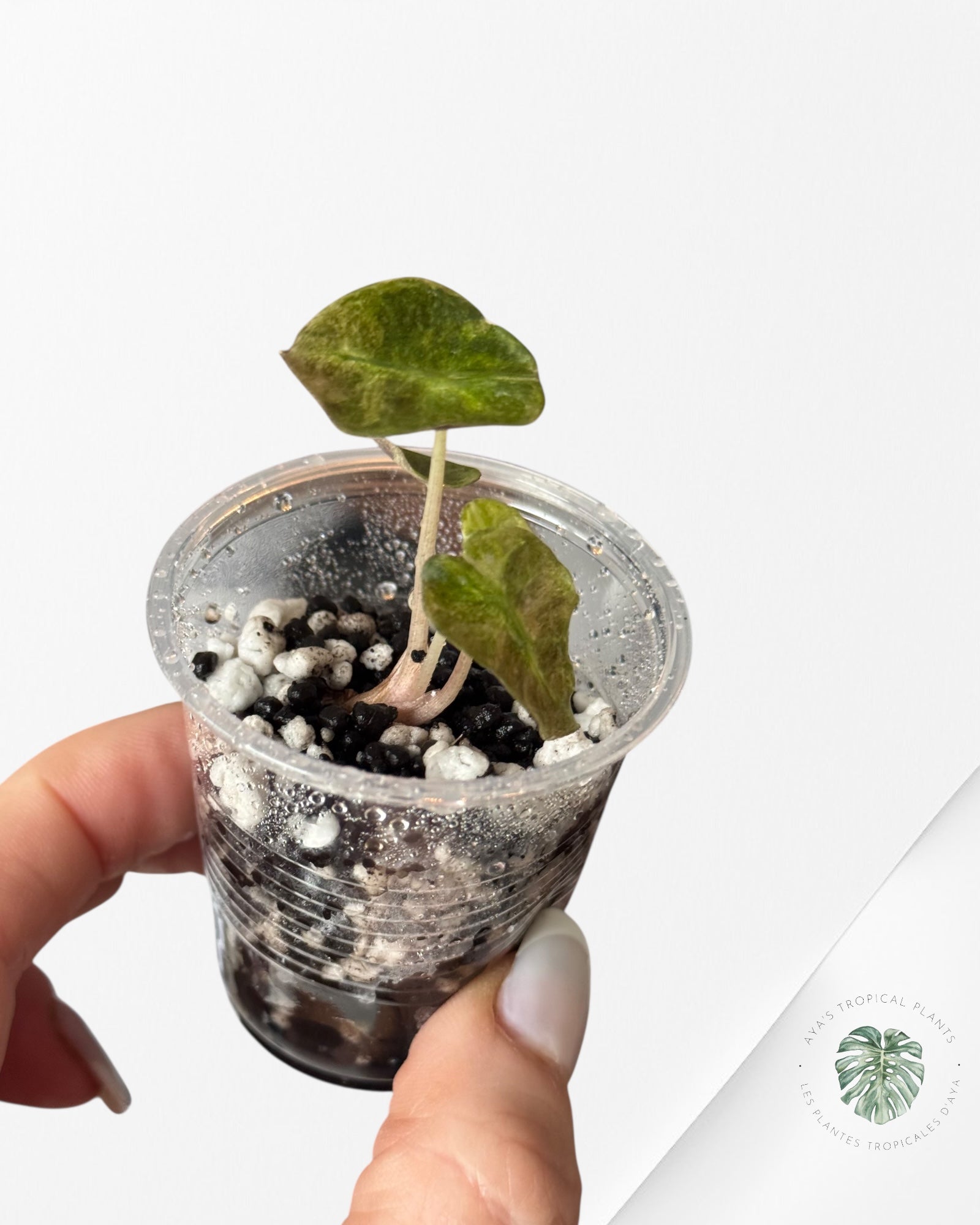 Alocasia Polly Aurea Variegated - LU3