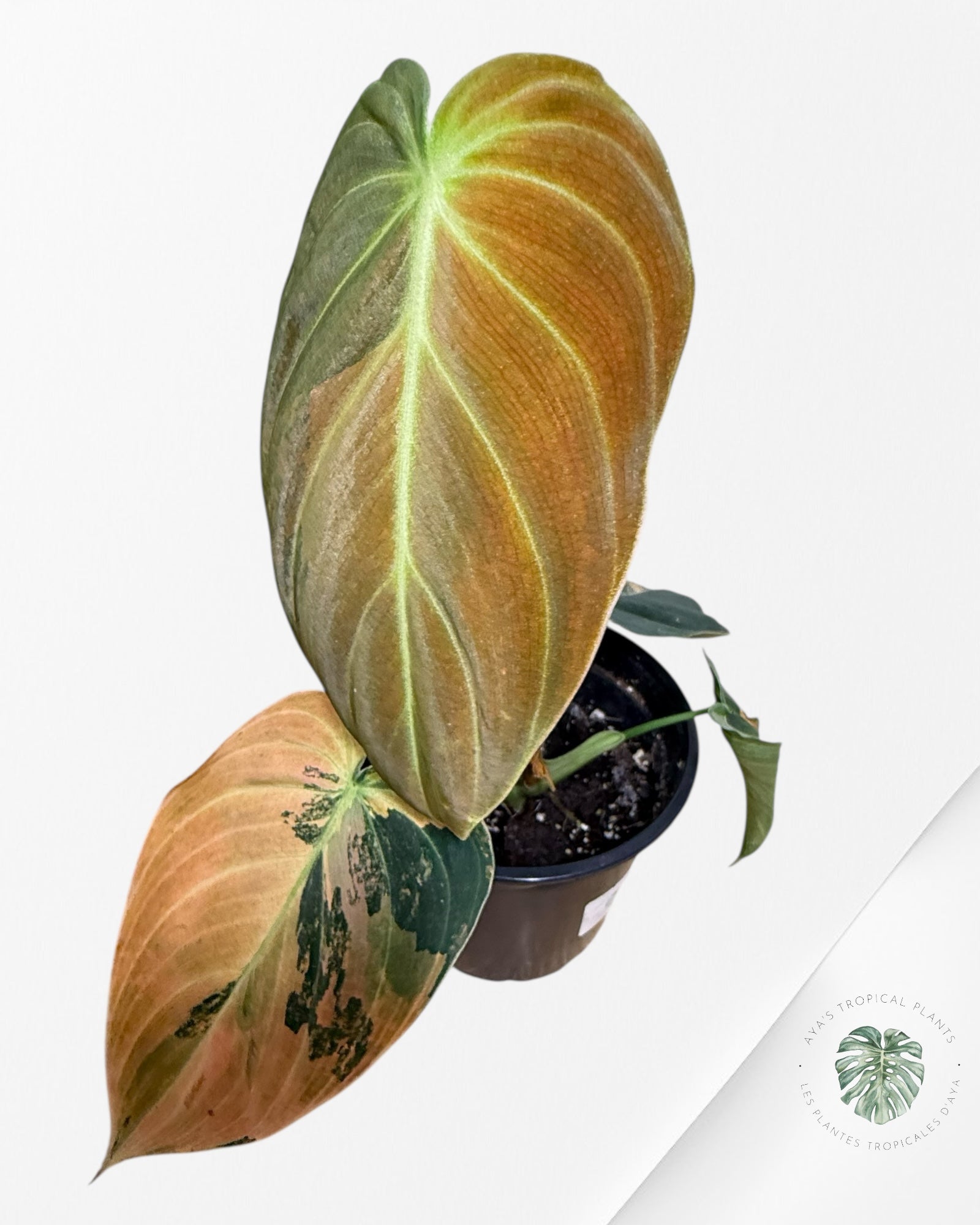 Philodendron Melanochrysum Orange (Bonfire)