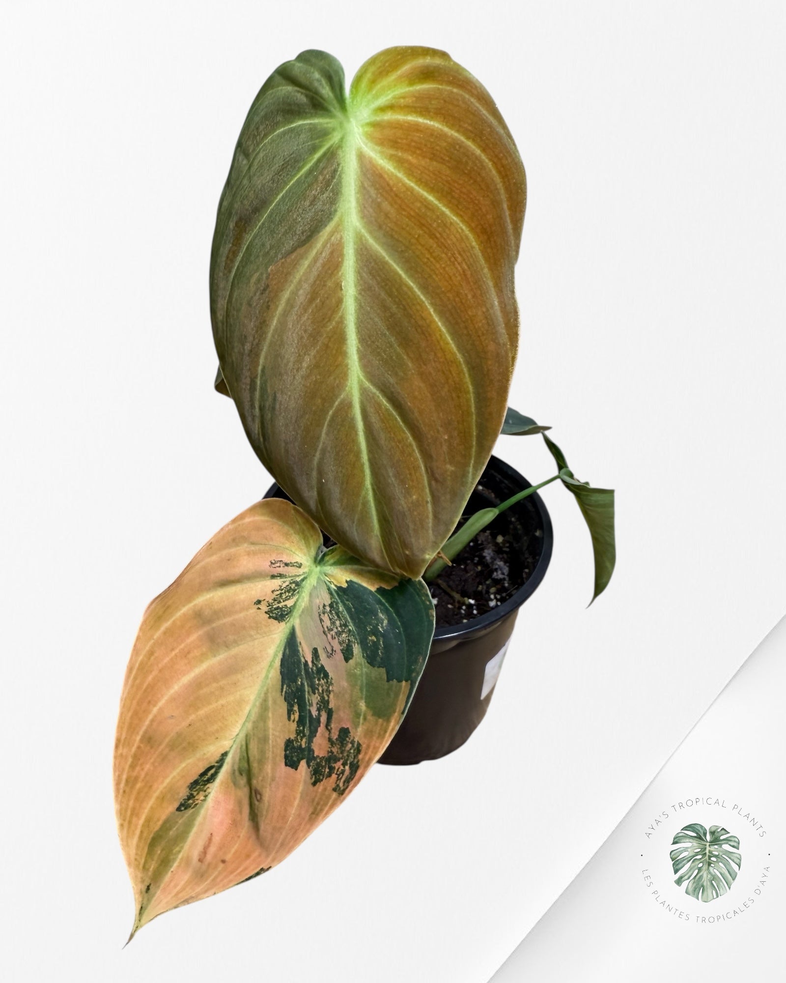 Philodendron Melanochrysum Orange (Bonfire)