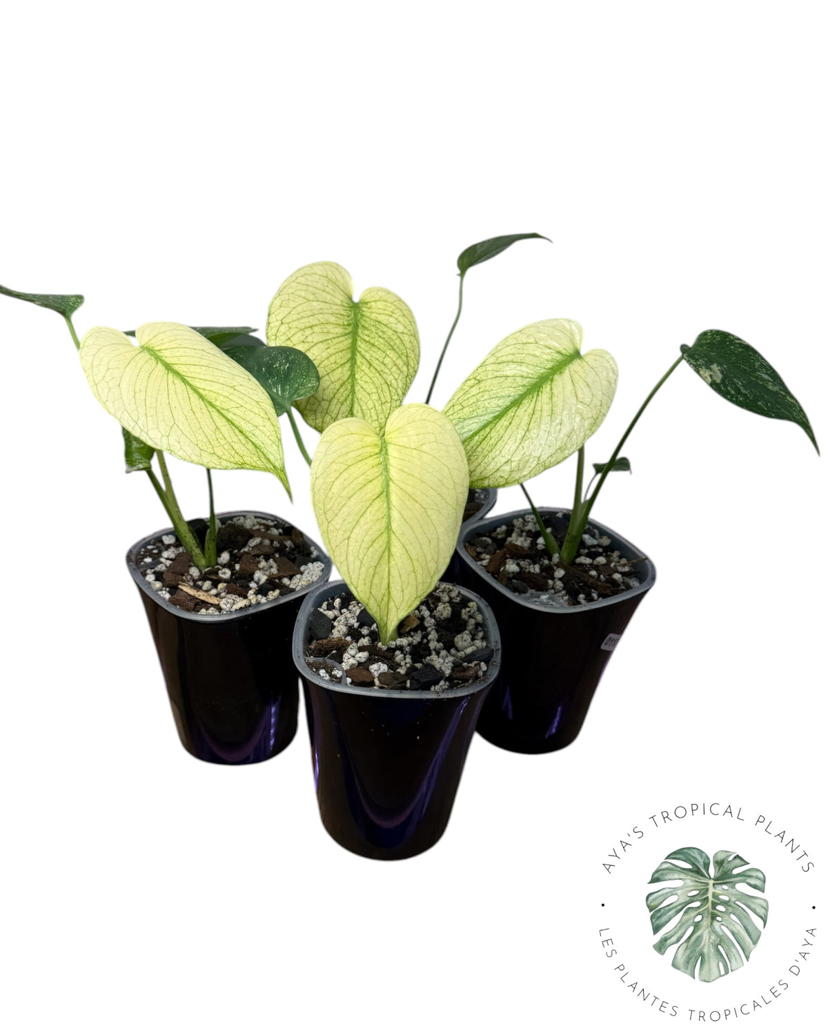 Monstera White Monster – Grower's Choice