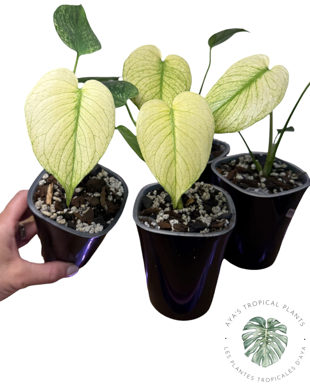 Monstera White Monster – Grower's Choice