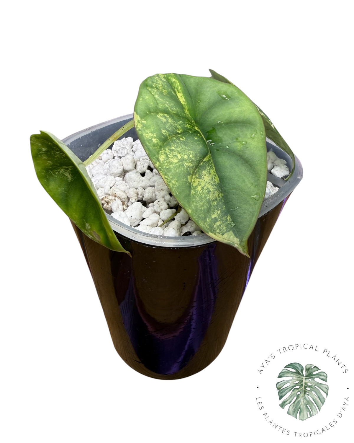 Alocasia Nebula Aurea Variégata
