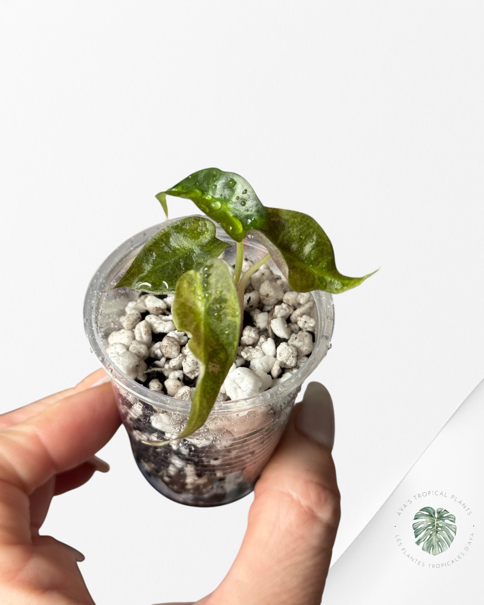 Alocasia Polly Aurea Variegated - LU4