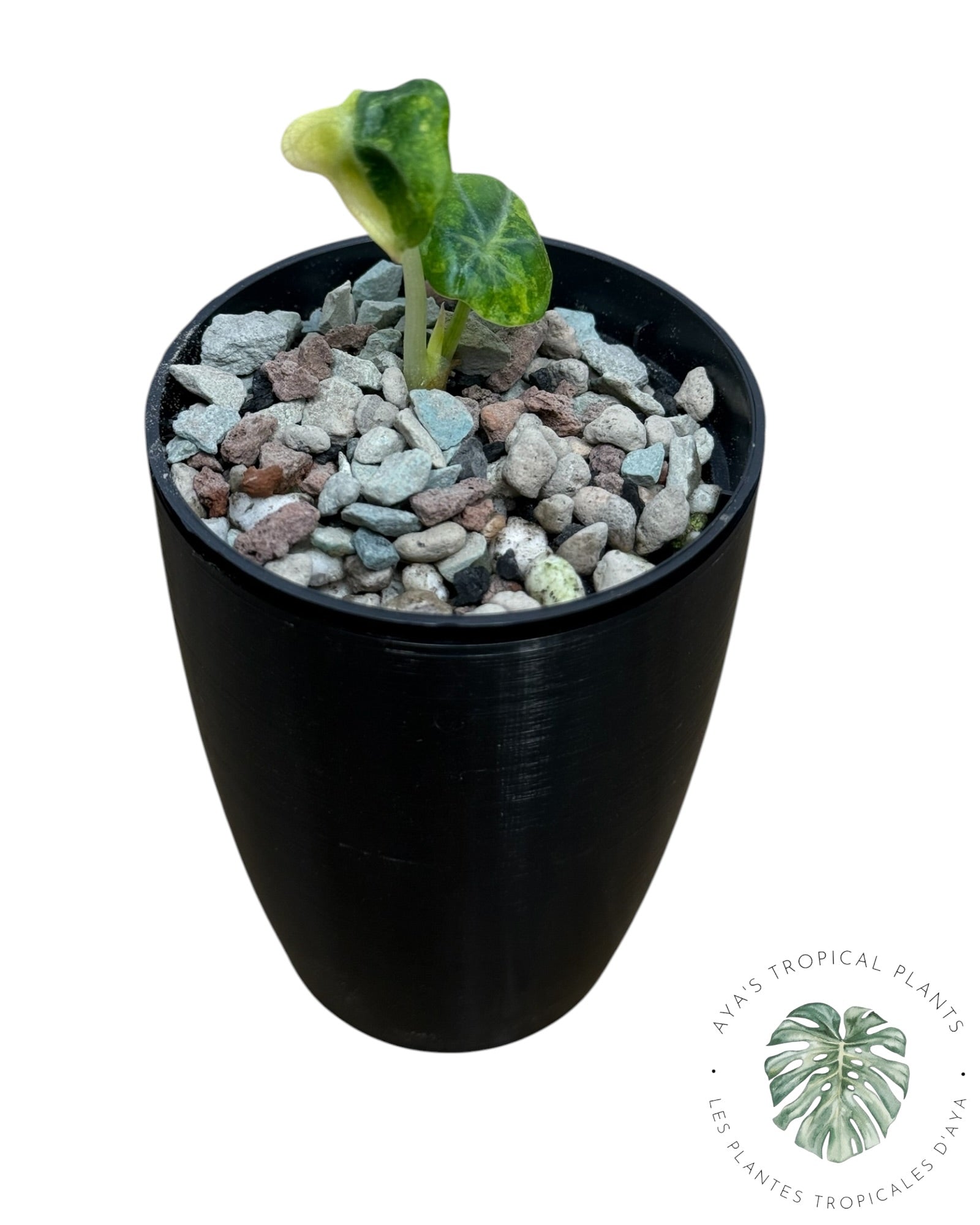 Alocasia Ninja Aurea