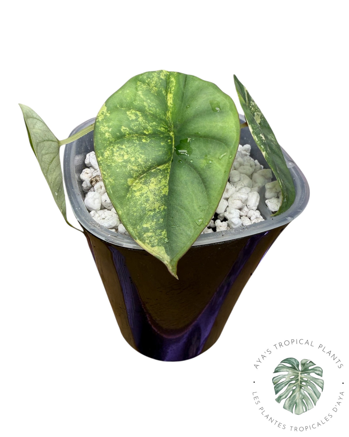 Alocasia Nebula Aurea Variégata
