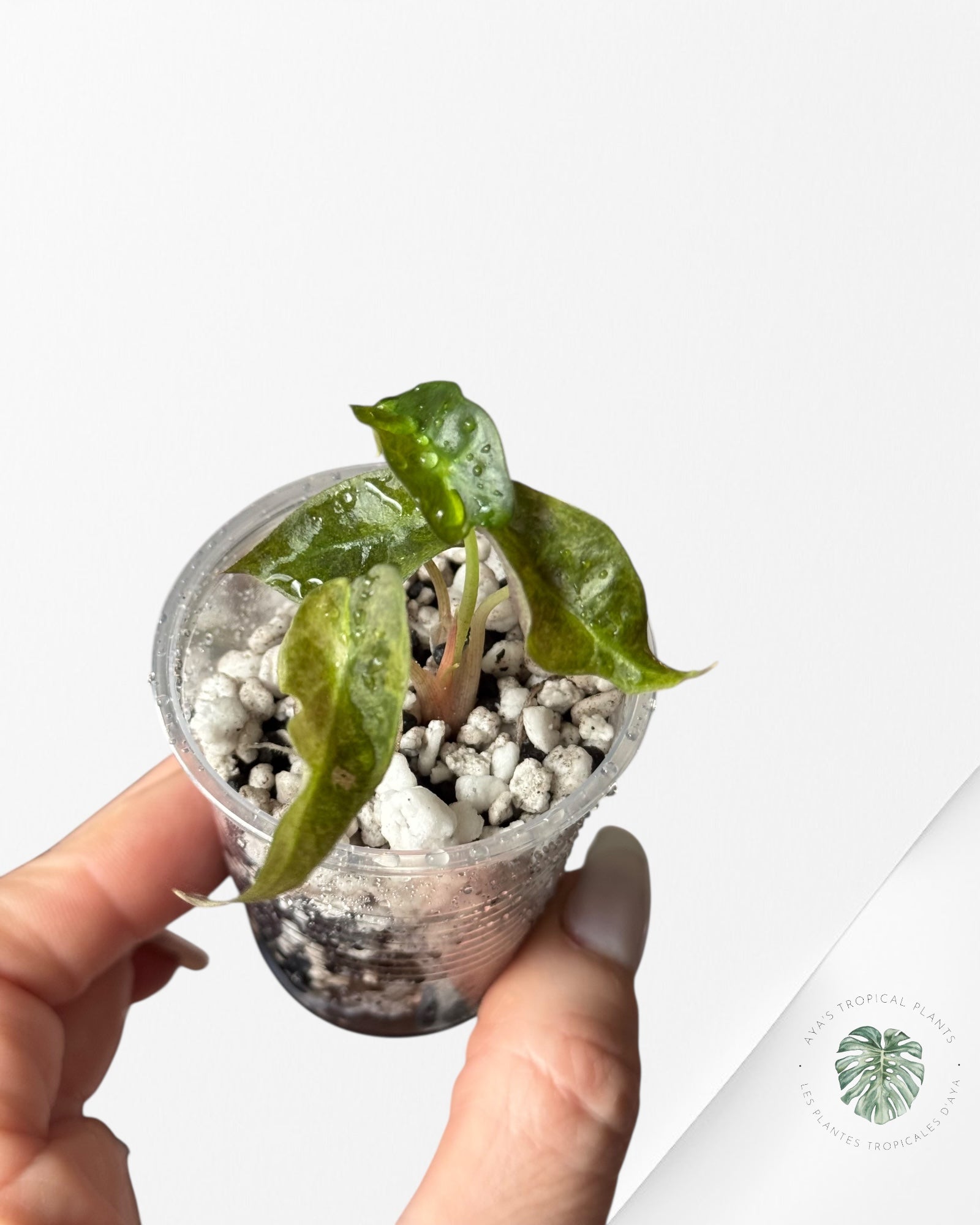 Alocasia Polly Aurea Variegated - LU4