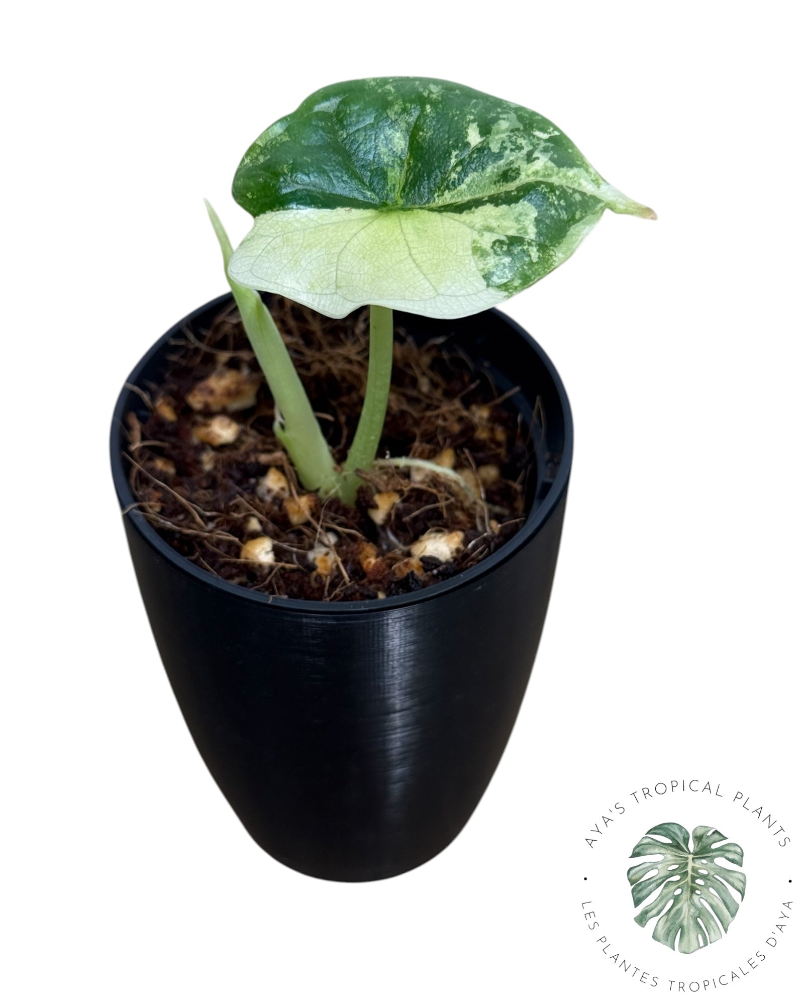 Alocasia Dragon Scale Albo Variegated