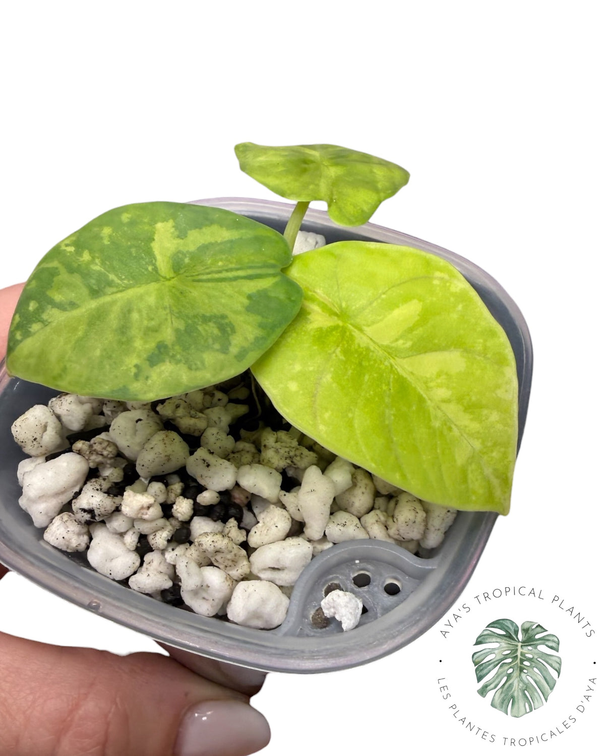 Alocasia Reginae Aurea