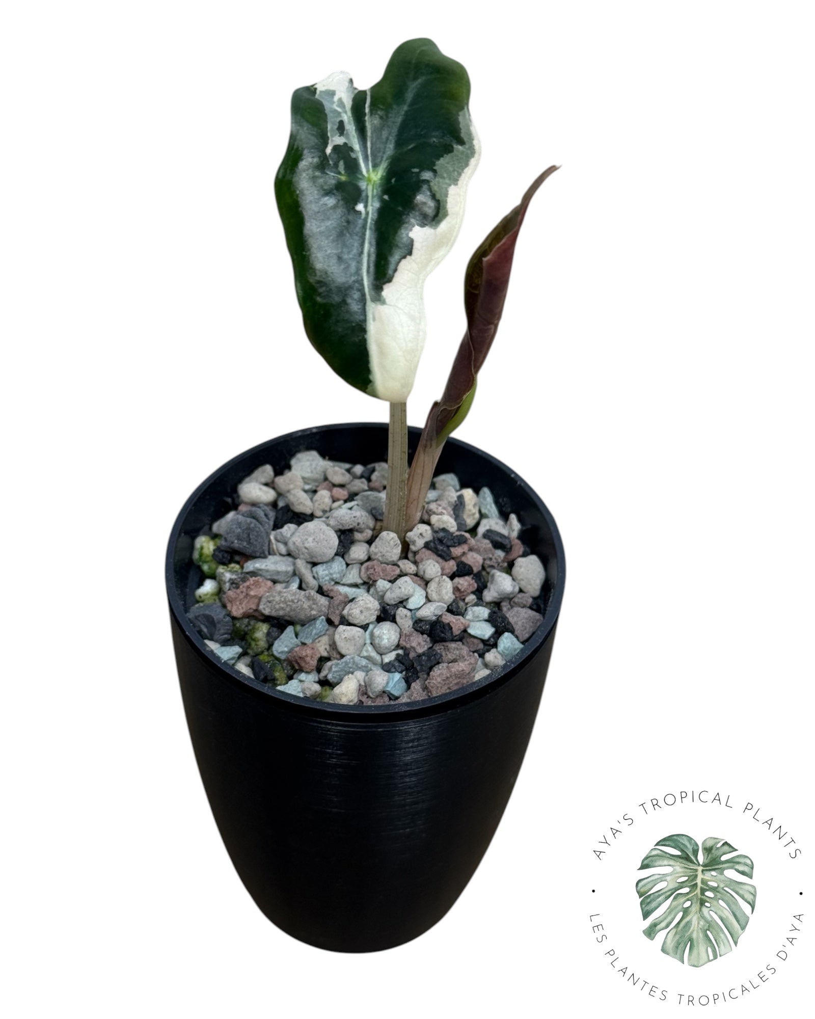 Alocasia Nobilis Pink Variegated