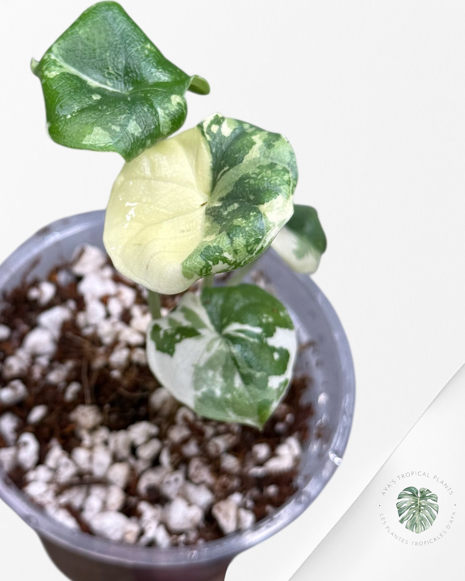 Alocasia Melo Variegated Albo| Rare TC Plant| Aya's Tropical Plants