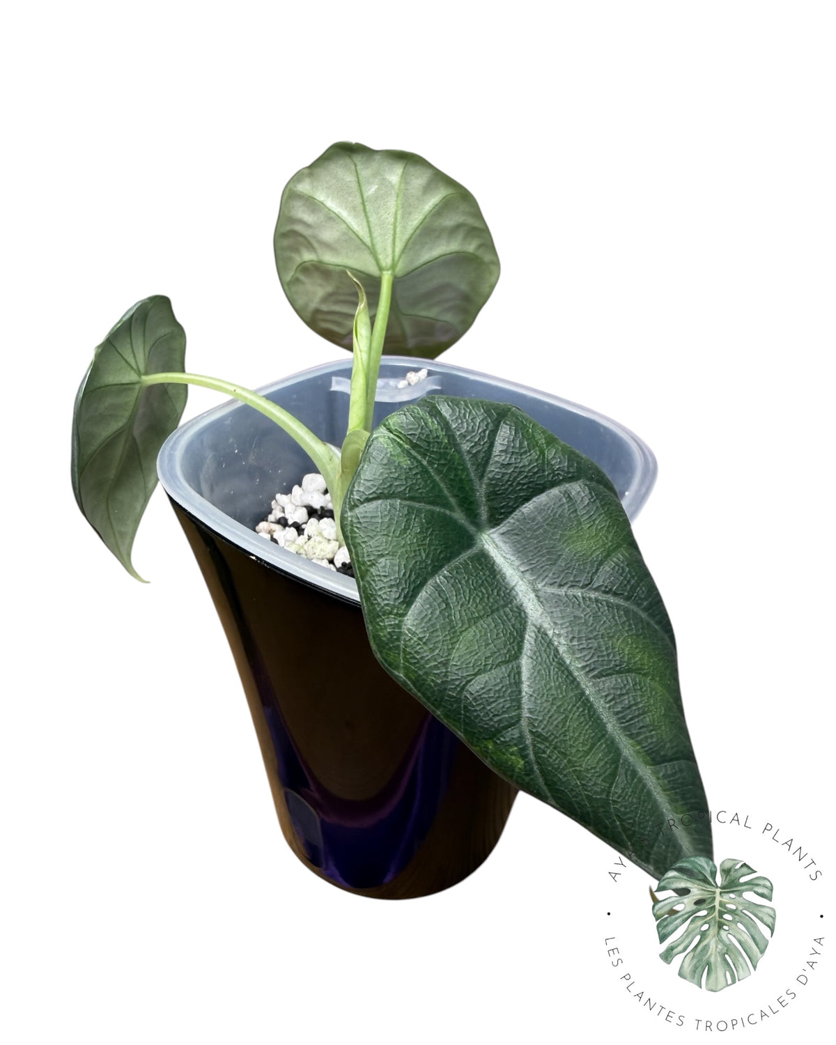 Alocasia Maharani Aurea Variegated