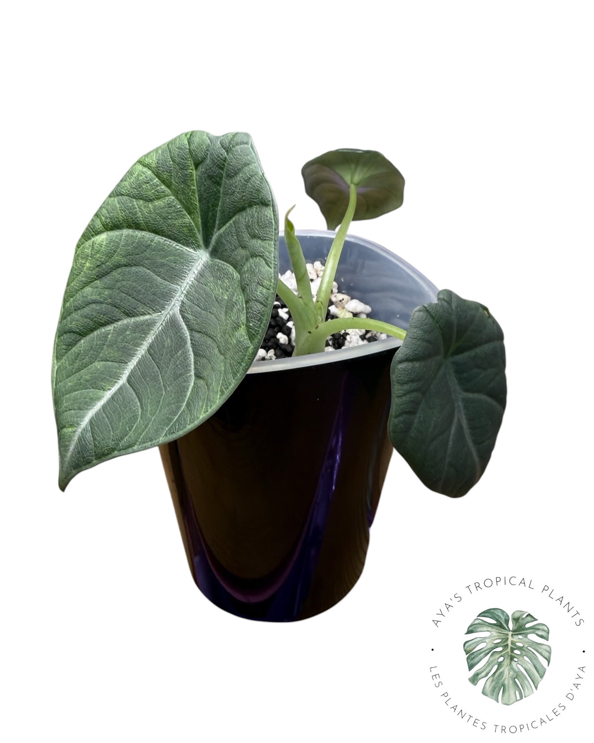 Alocasia Maharani Aurea Variegated