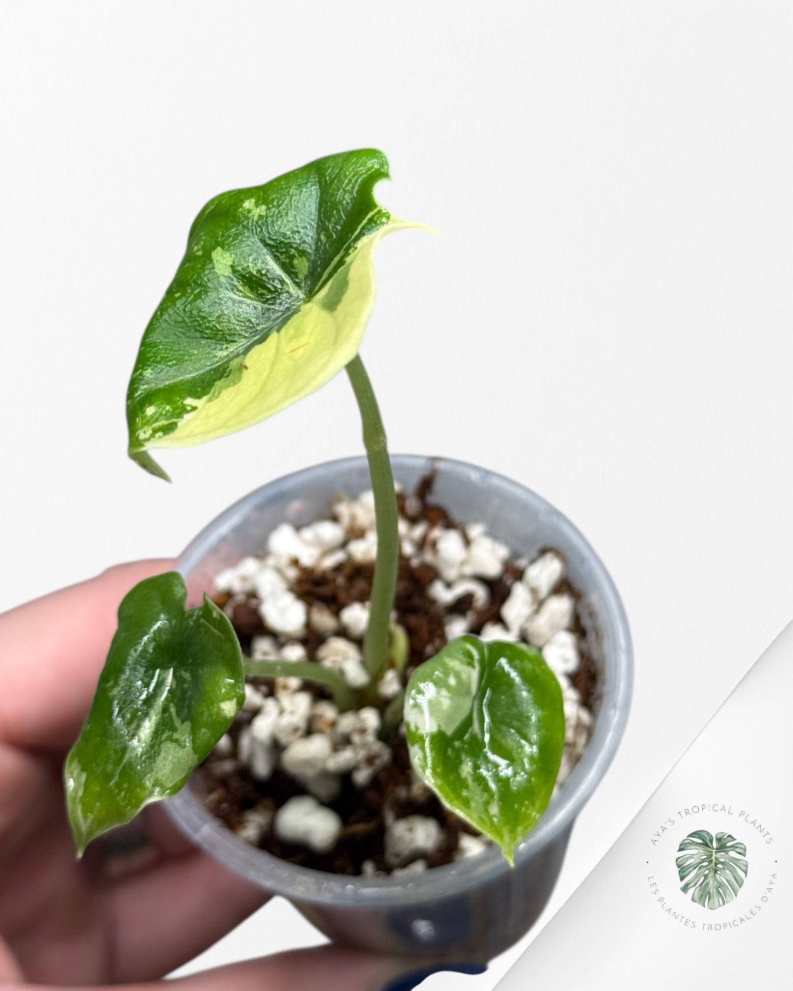 Alocasia Melo Variegated Albo| Rare TC Plant| Aya's Tropical Plants