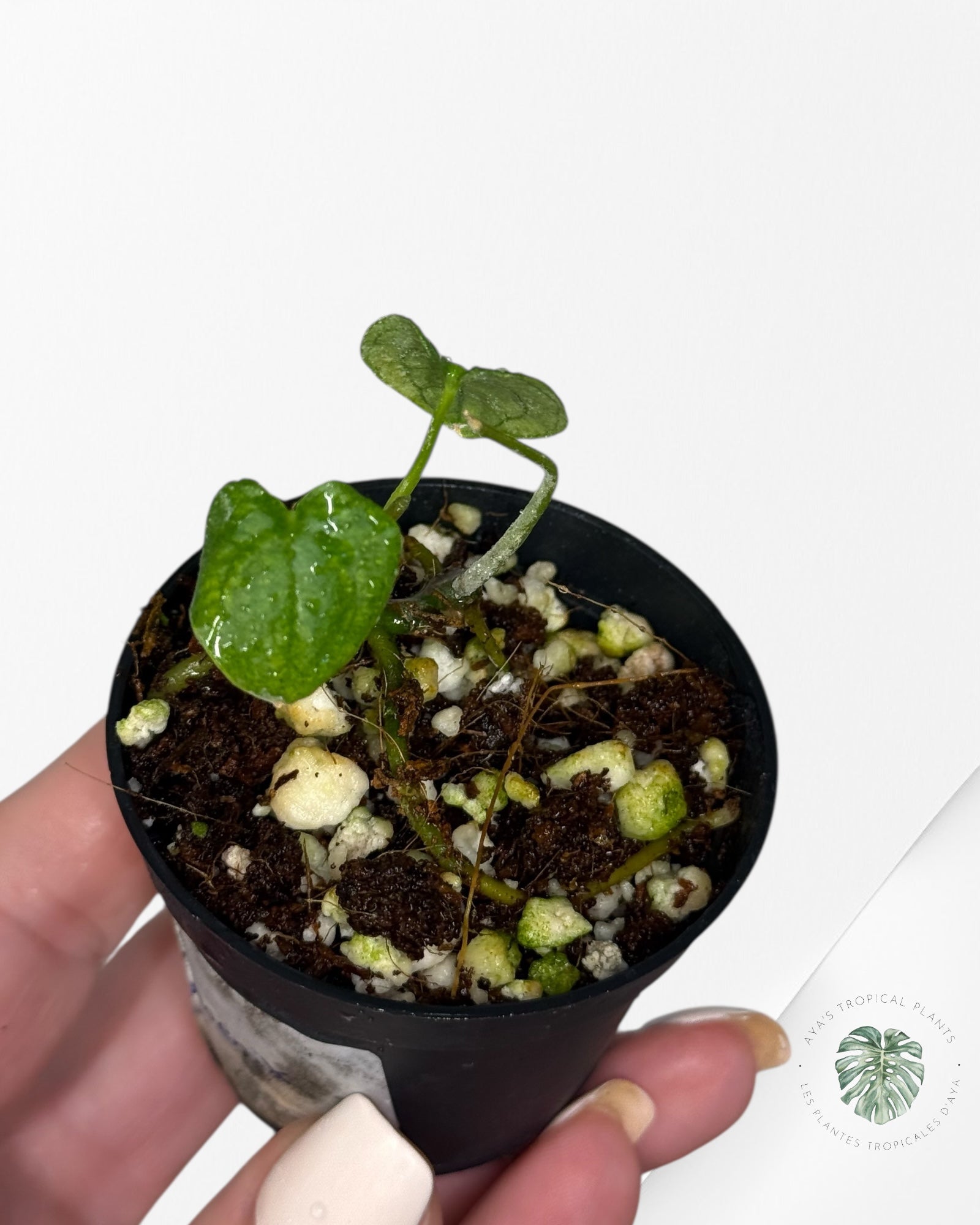 Anthurium Dark Phoenix Mint Variegated - B