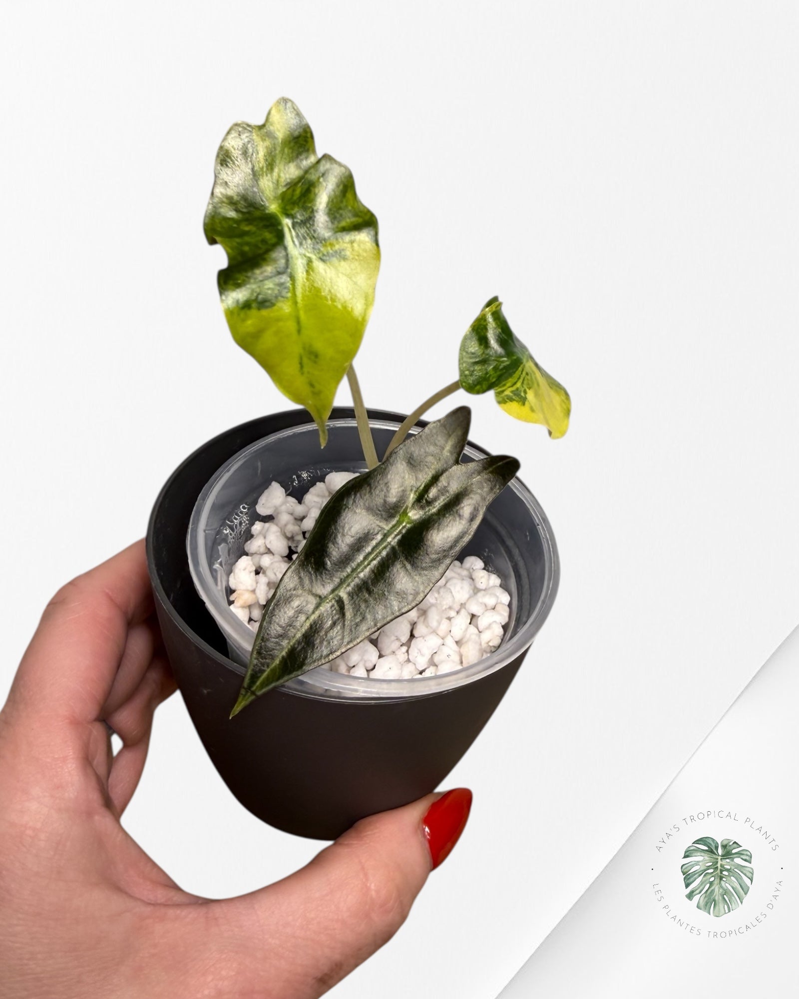 Alocasia Sanderiana ‘Bull’ Aurea Variegated