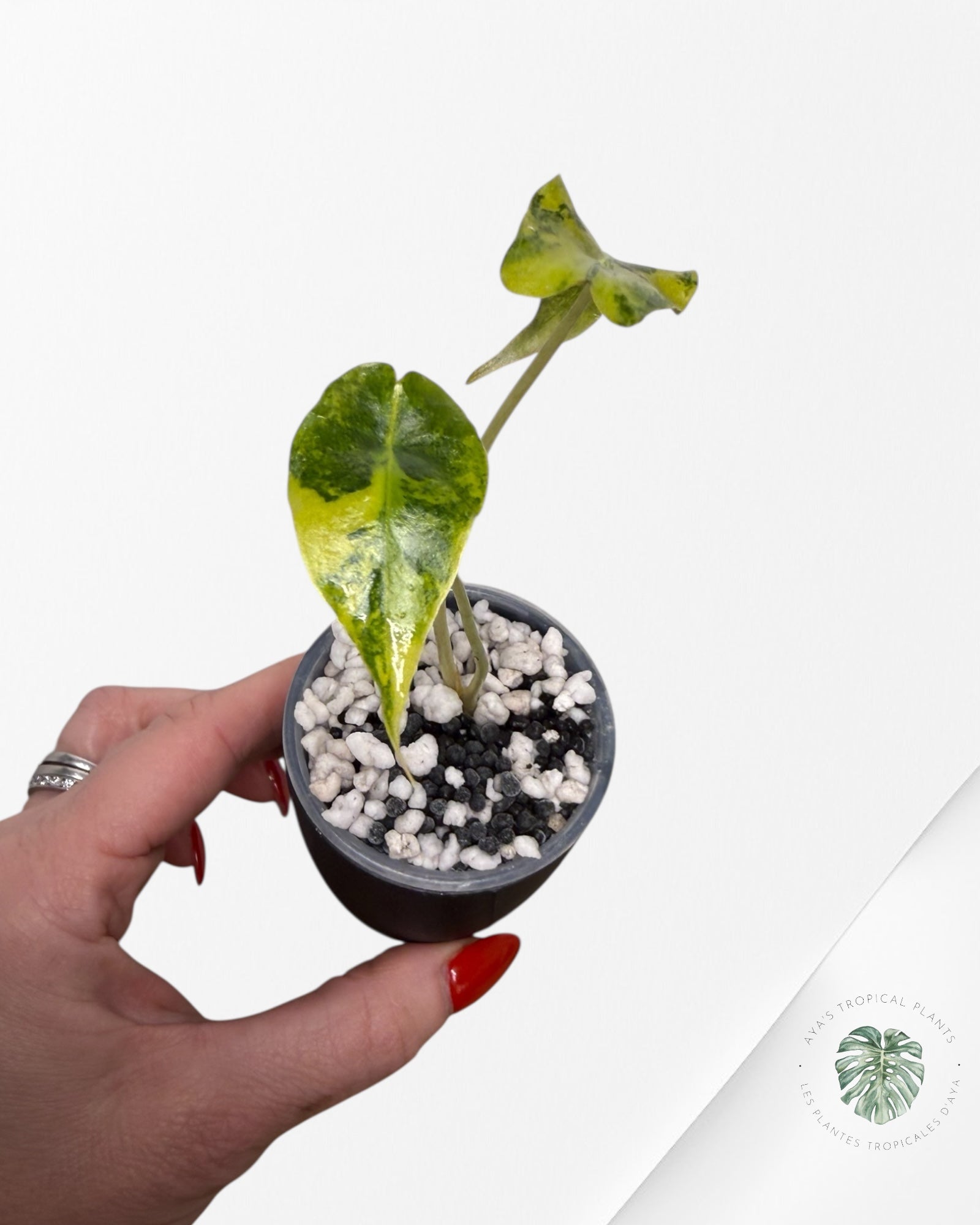 Alocasia Sanderiana 'Bull' Aurea panaché