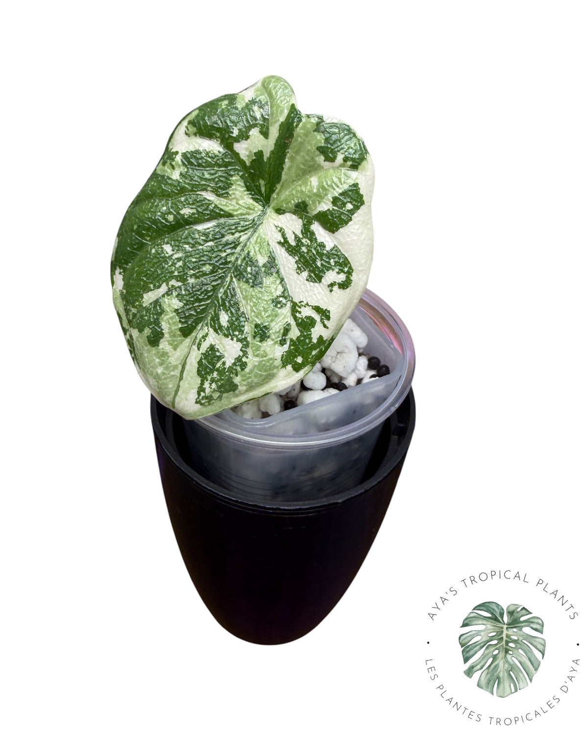 Alocasia Melo Albo Variegated