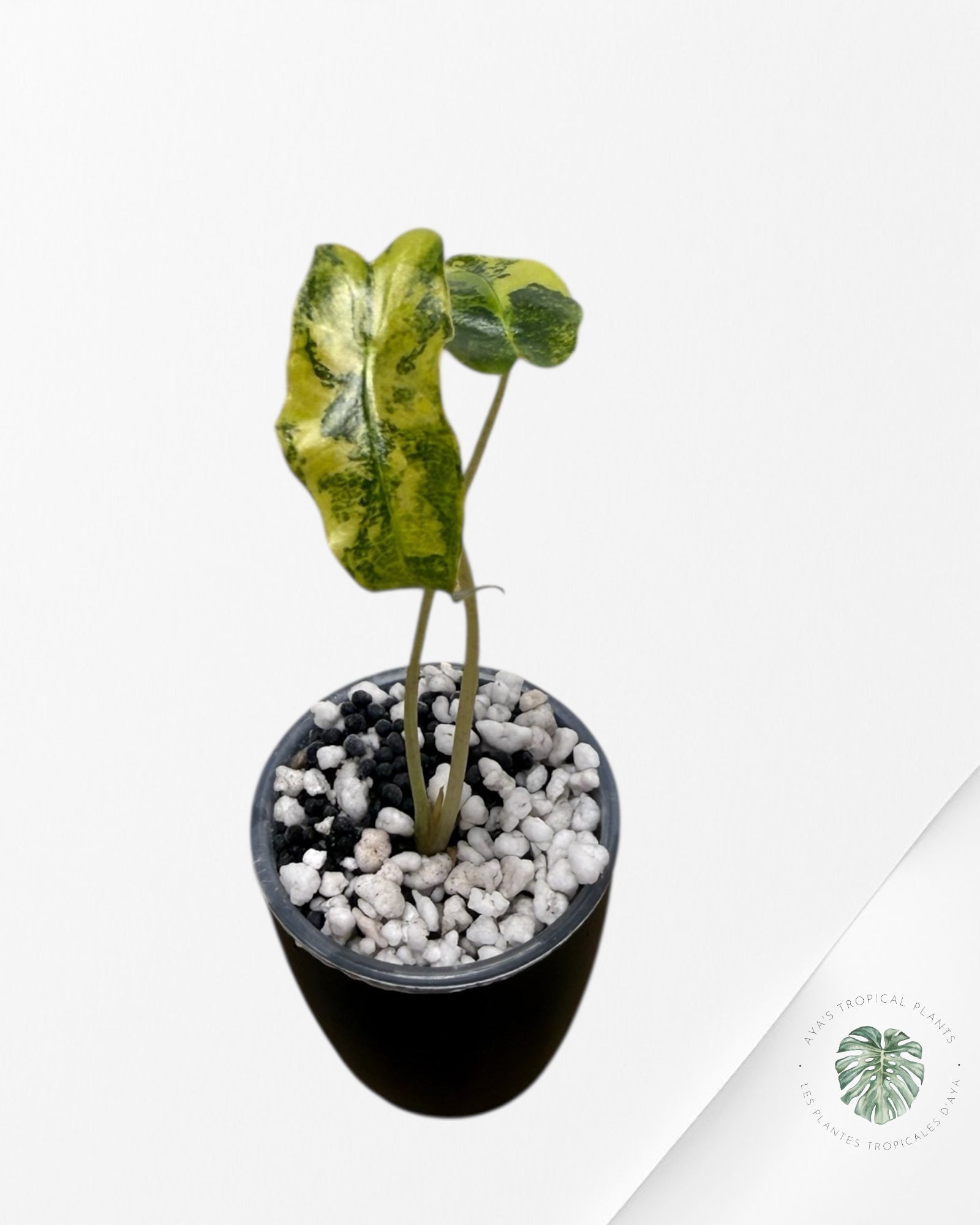 Alocasia Sanderiana ‘Bull’ Aurea Variegated