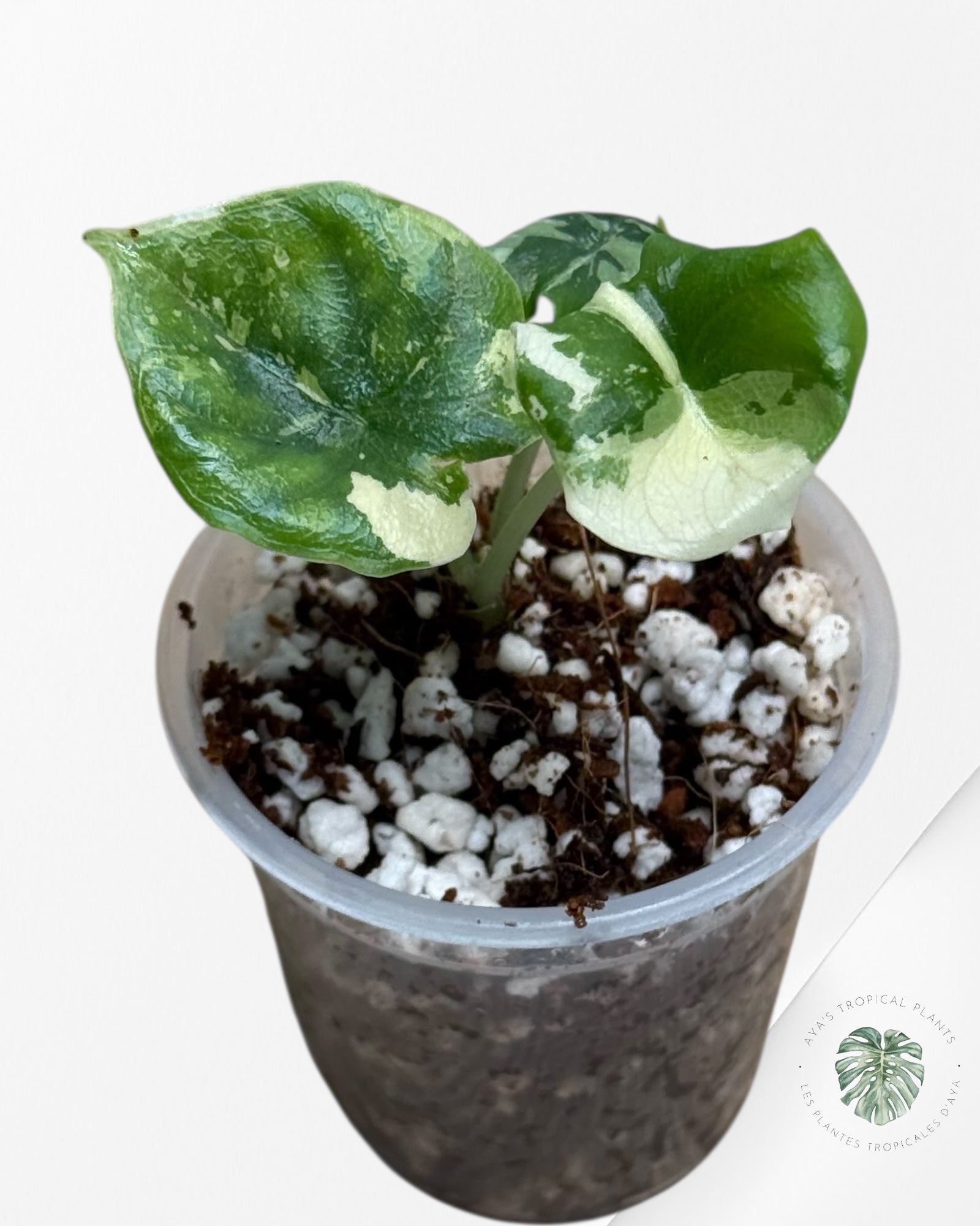 Alocasia Melo Variegated Albo| Rare TC Plant| Aya's Tropical Plants