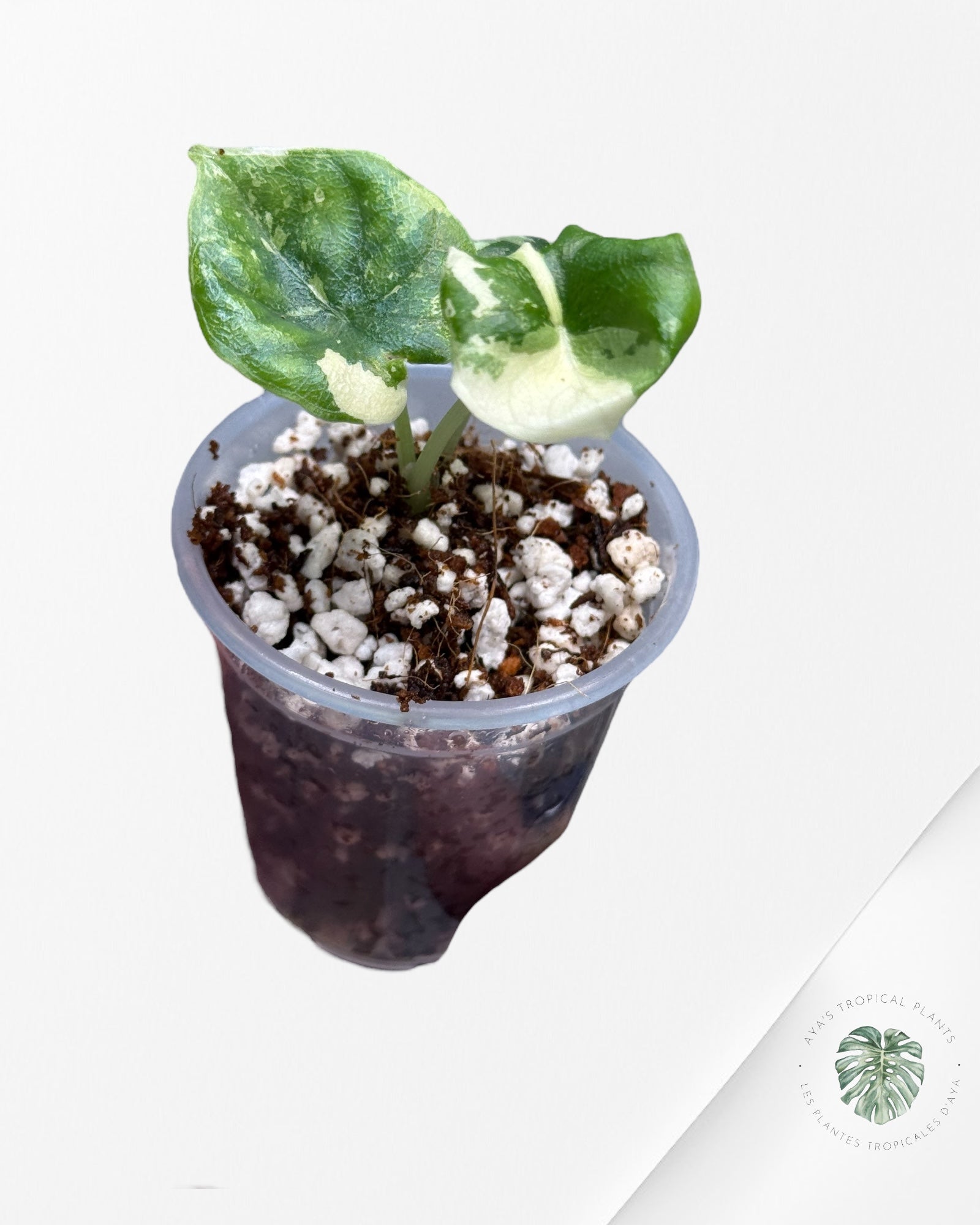 Alocasia Melo Variegated Albo| Rare TC Plant| Aya's Tropical Plants