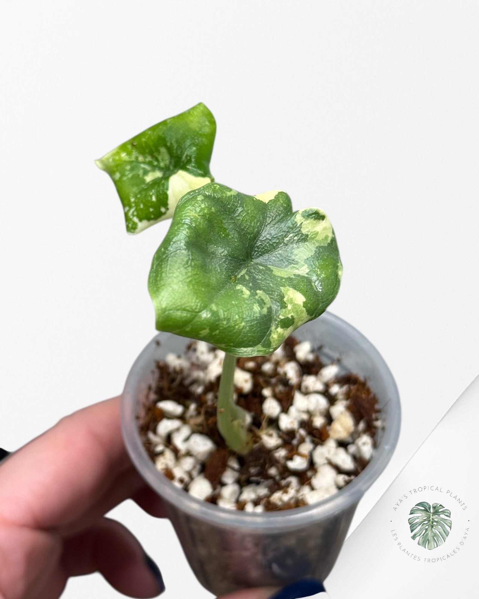 Alocasia Melo Variegated Albo| Rare TC Plant| Aya's Tropical Plants