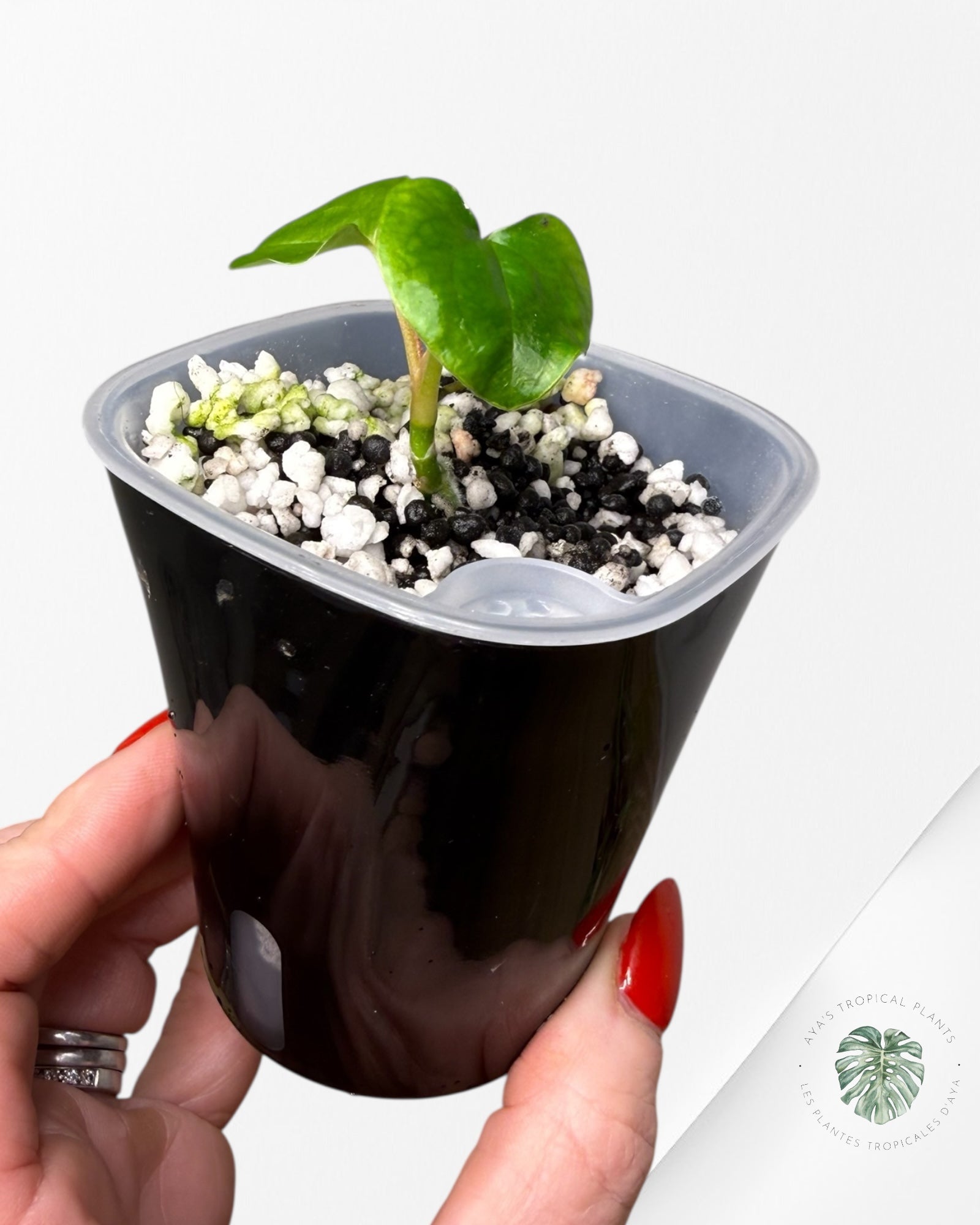 Anthurium Magie Noire