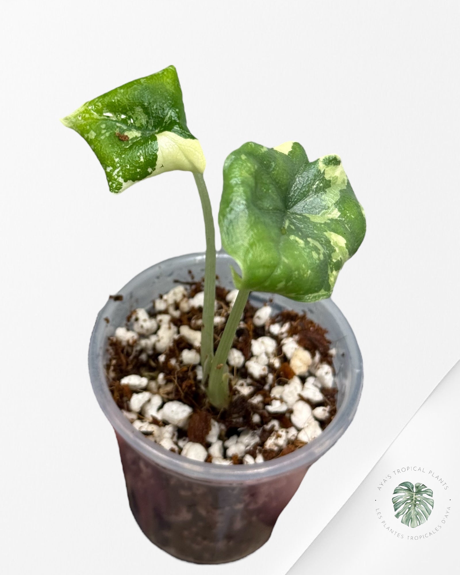 Alocasia Melo Variegated Albo| Rare TC Plant| Aya's Tropical Plants