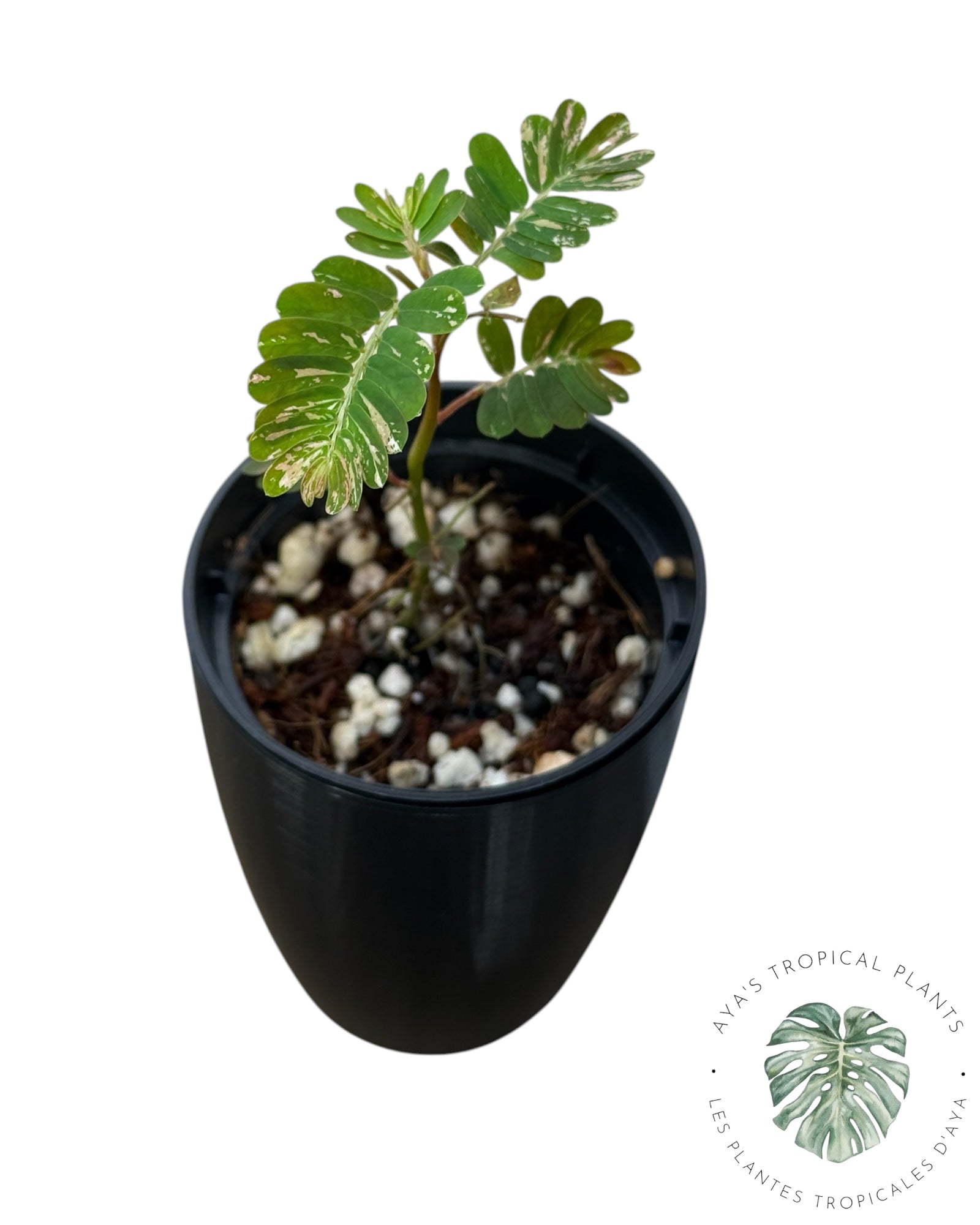 Phyllanthus urinaria 'Pink Variegated