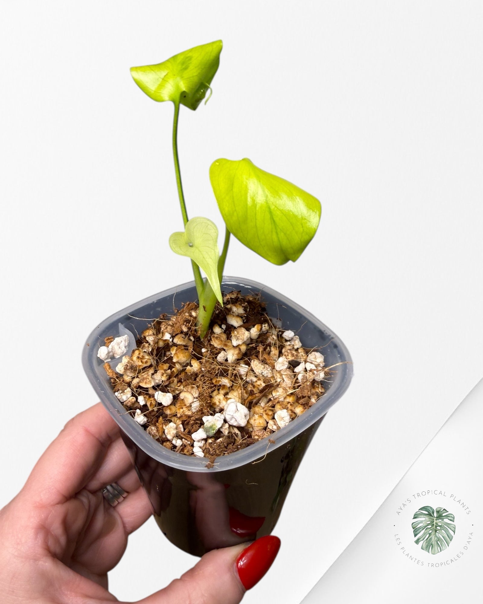 Monstera Deliciosa ‘Lemon Lime’