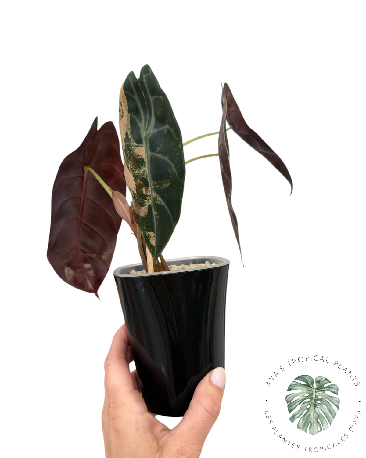 Alocasia Sedenii Aurea Variegated