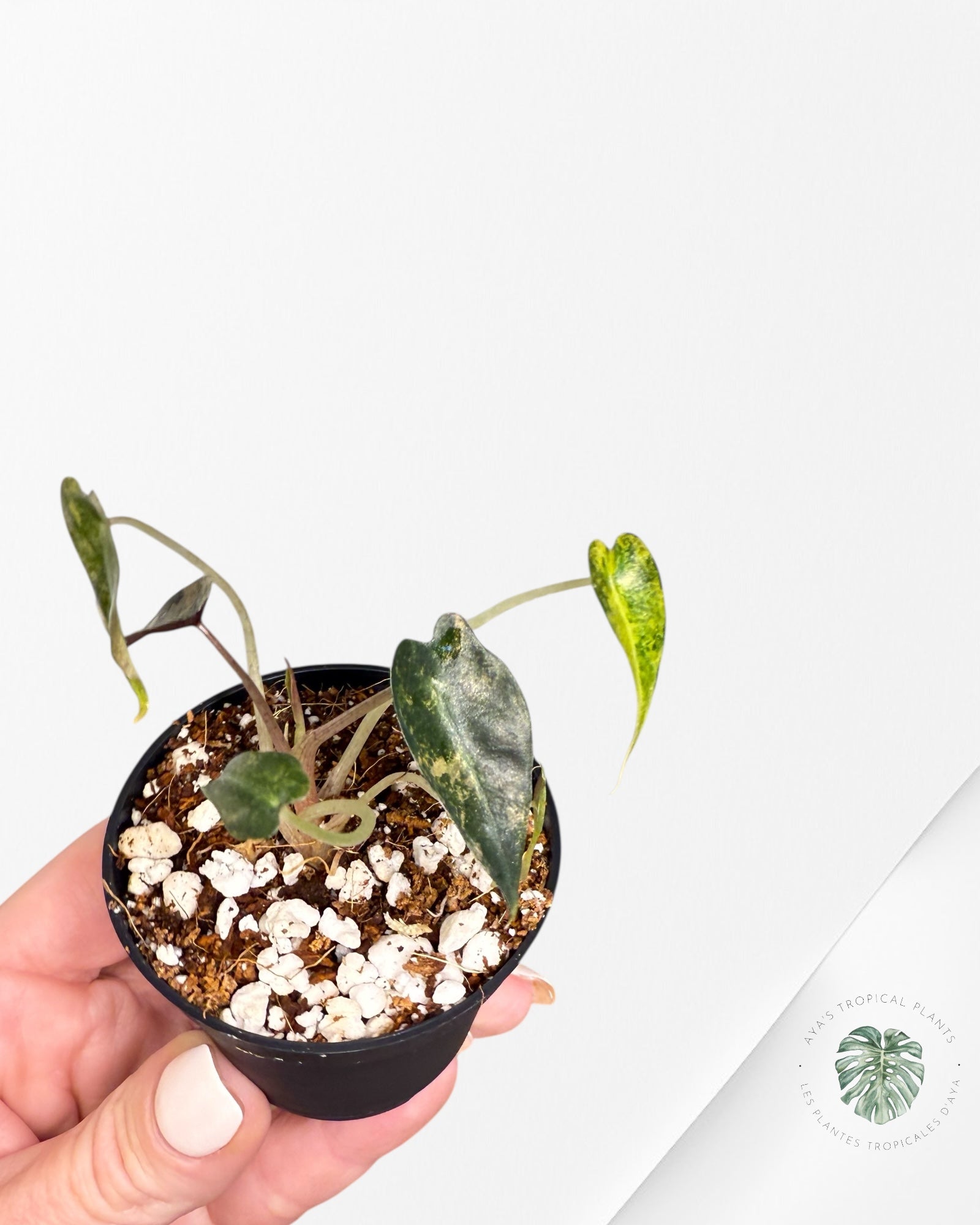 Alocasia Bambino Variegated (Aurea) - TC6