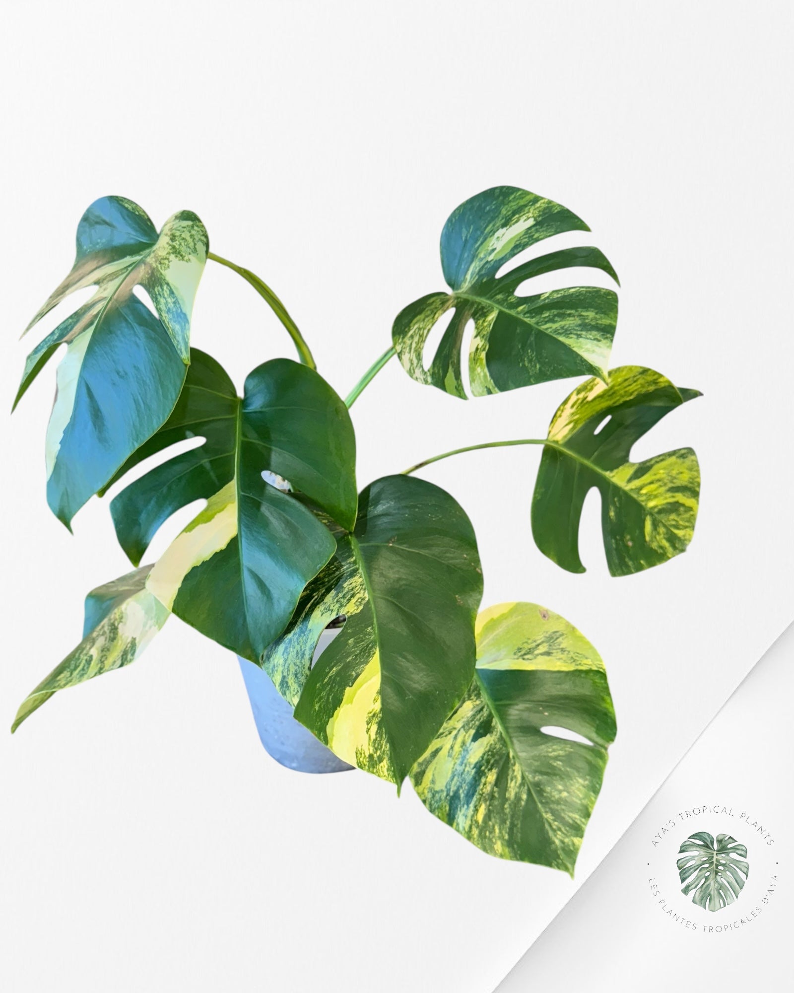 Monstera Aurea ( XL) - QR
