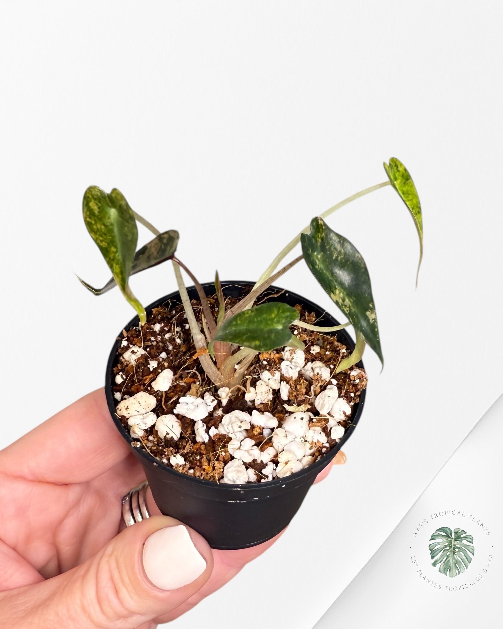 Alocasia Bambino Variegated (Aurea) - TC6