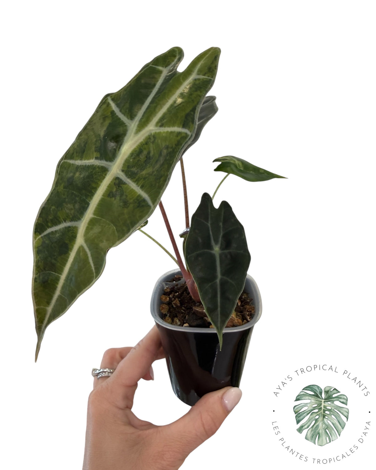 Alocasia Sanderiana ‘Bull’ Aurea Variegated