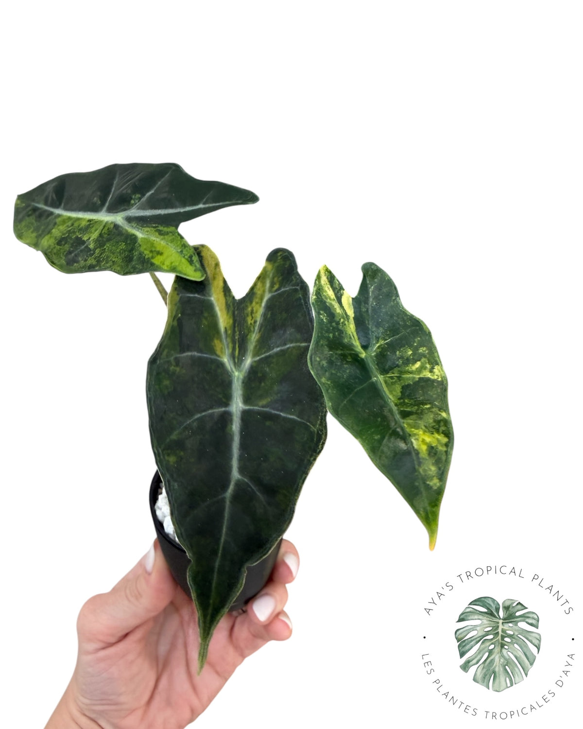 Alocasia Sanderiana ‘Bull’ Aurea Variegated