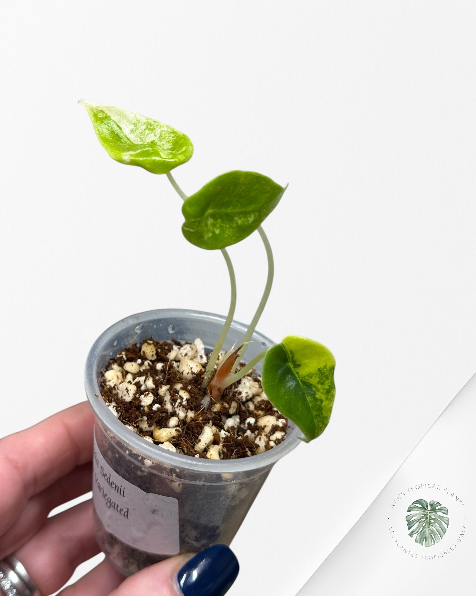 Alocasia Sedenii  Variegated Aurea| Rare TC Plant| Aya's Tropical Plants