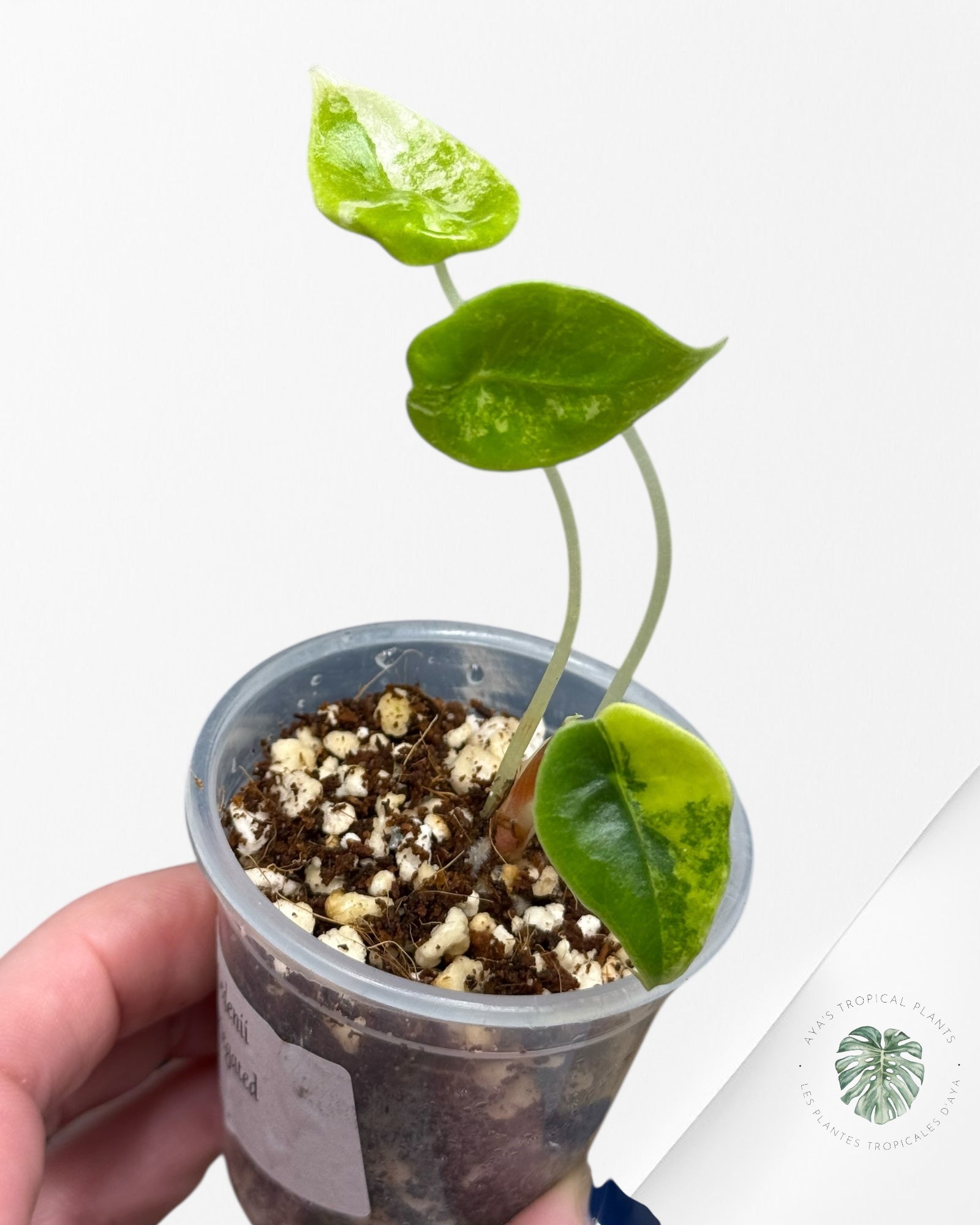 Alocasia Sedenii  Variegated Aurea| Rare TC Plant| Aya's Tropical Plants