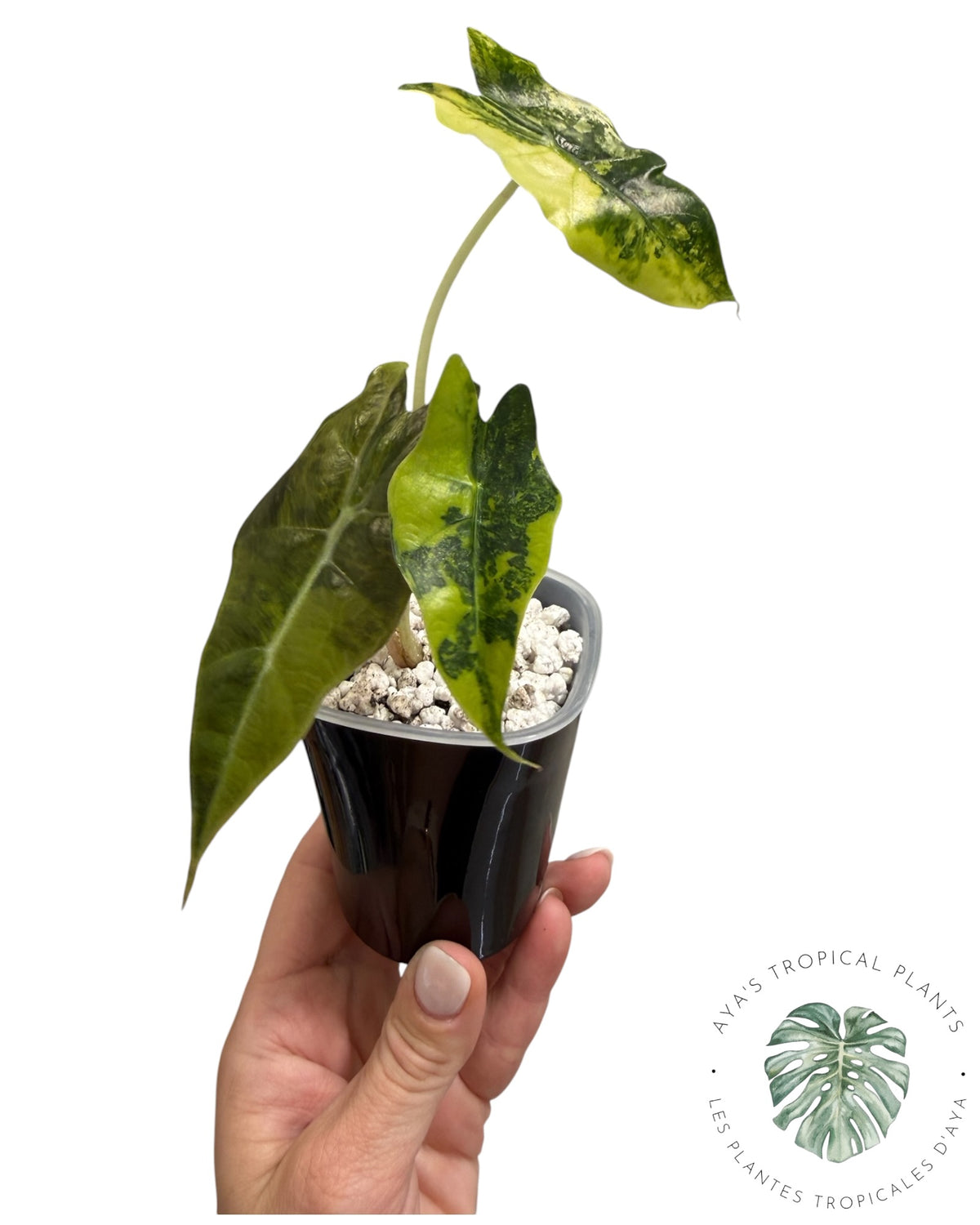 Alocasia Sanderiana ‘Bull’ Aurea Variegated