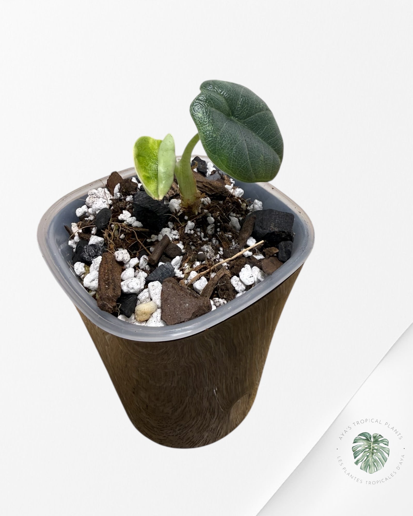 Alocasia Melo Aurea Variegated