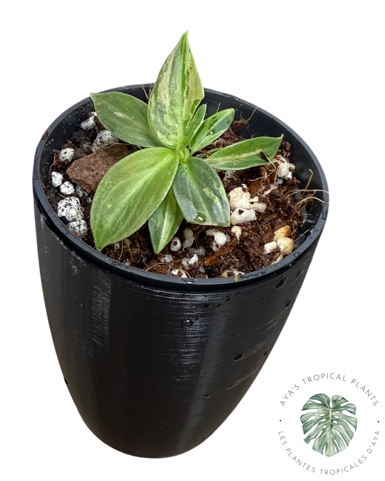 Philodendron Melanochrysum Variegated