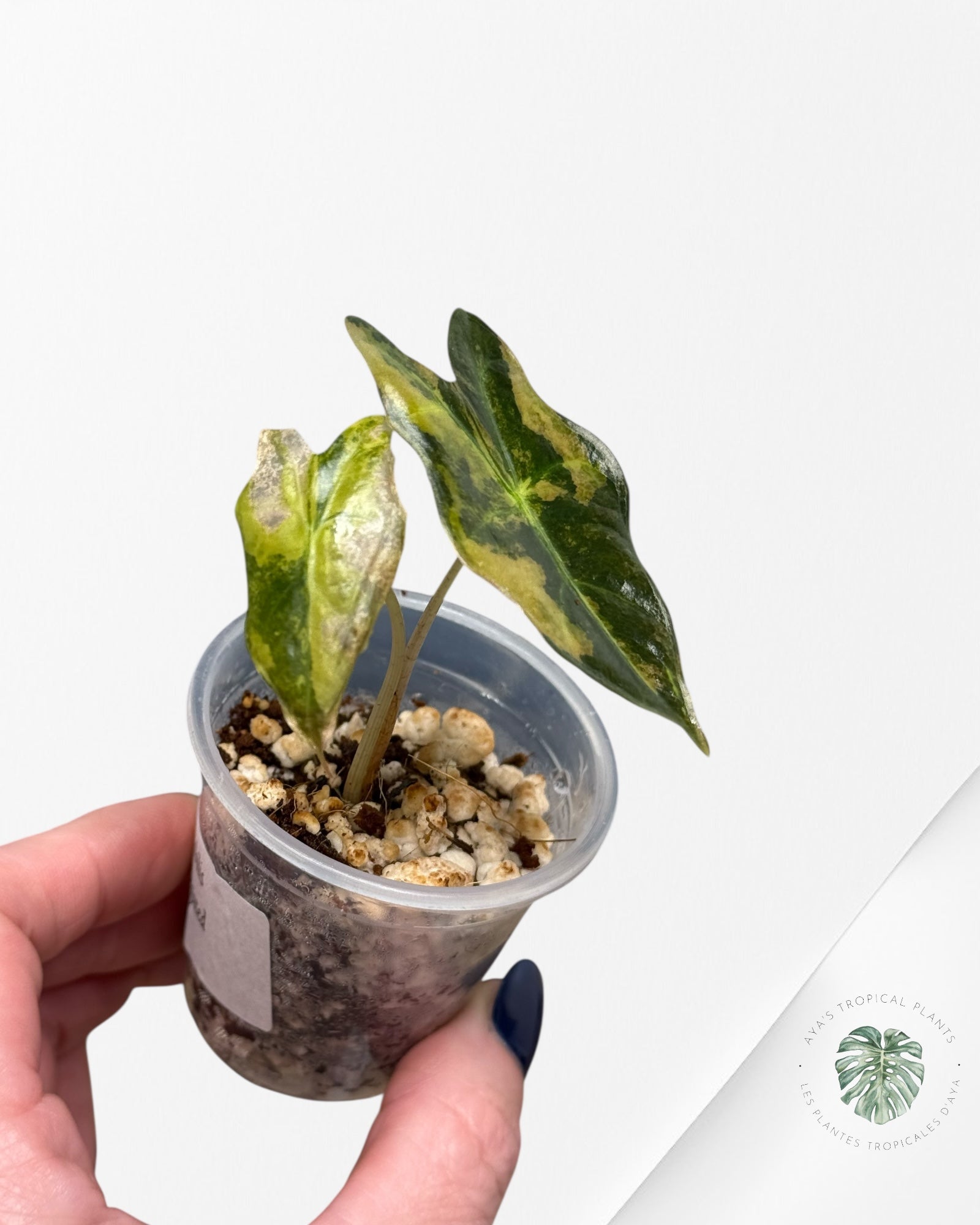 Alocasia Nobilis Paneged Aurea | Plante rare cultivée en culture tropicale | Plantes tropicales d'Aya