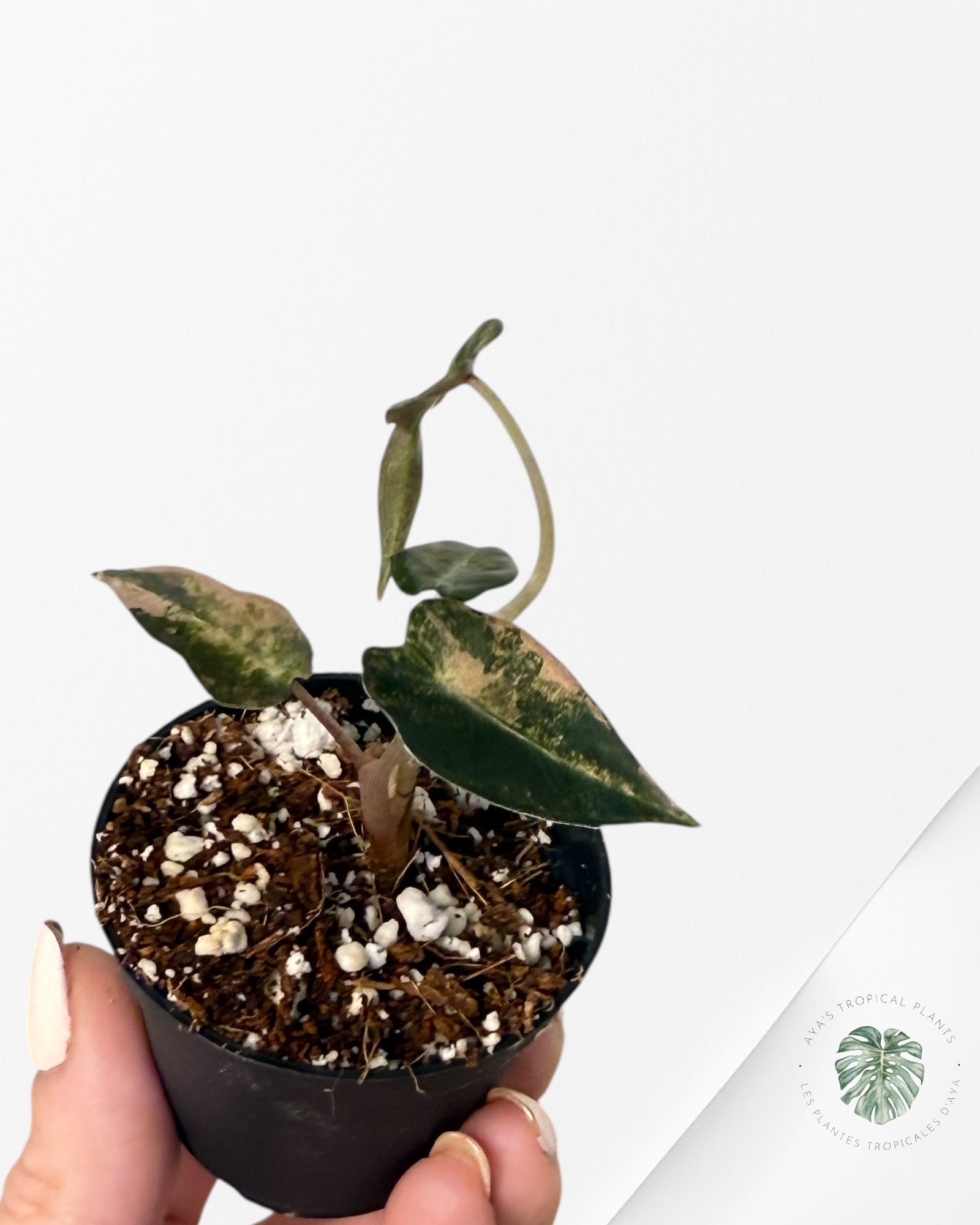 Alocasia Bambino Variegated (Aurea) - TC15