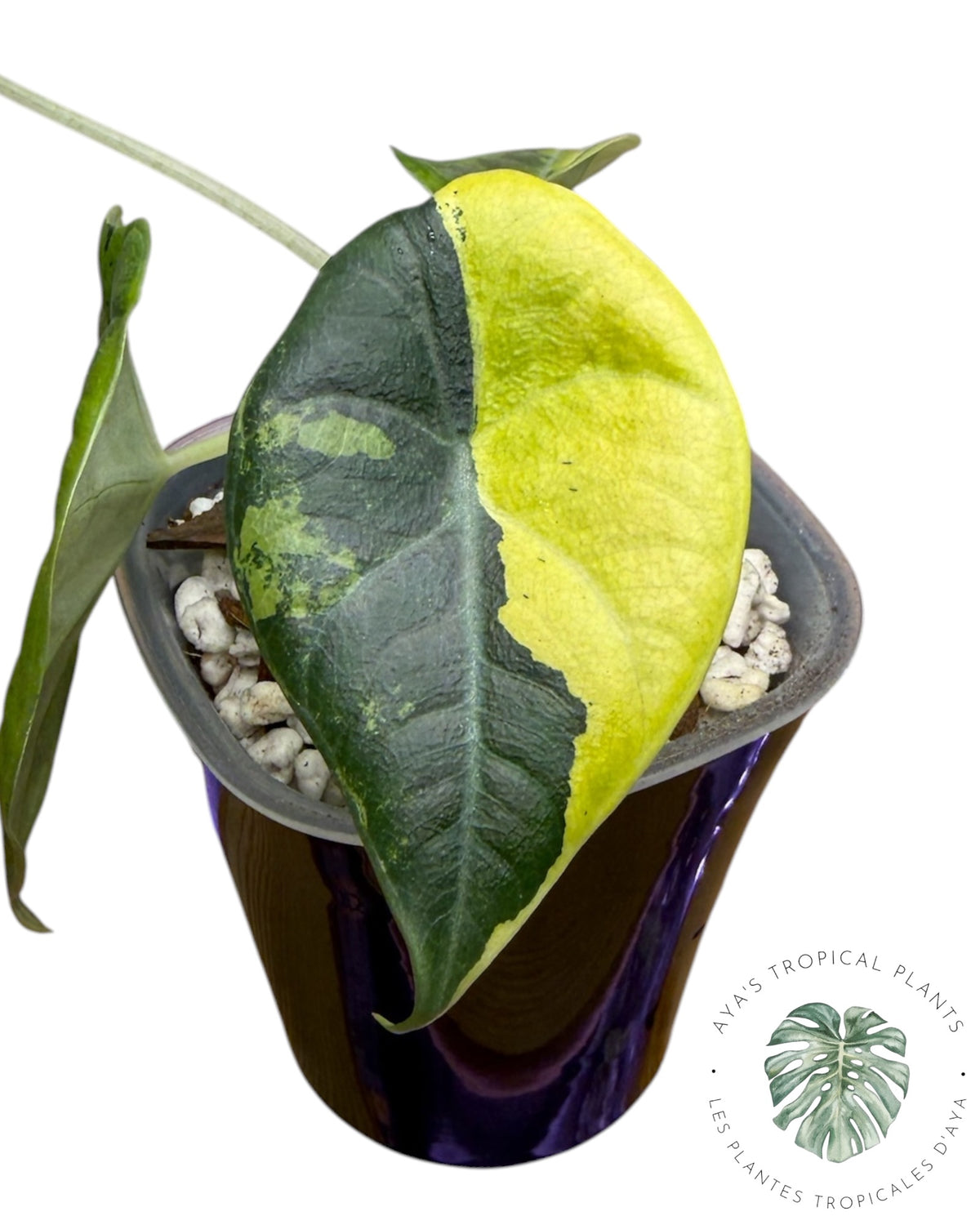 Alocasia Maharani Golden Lime