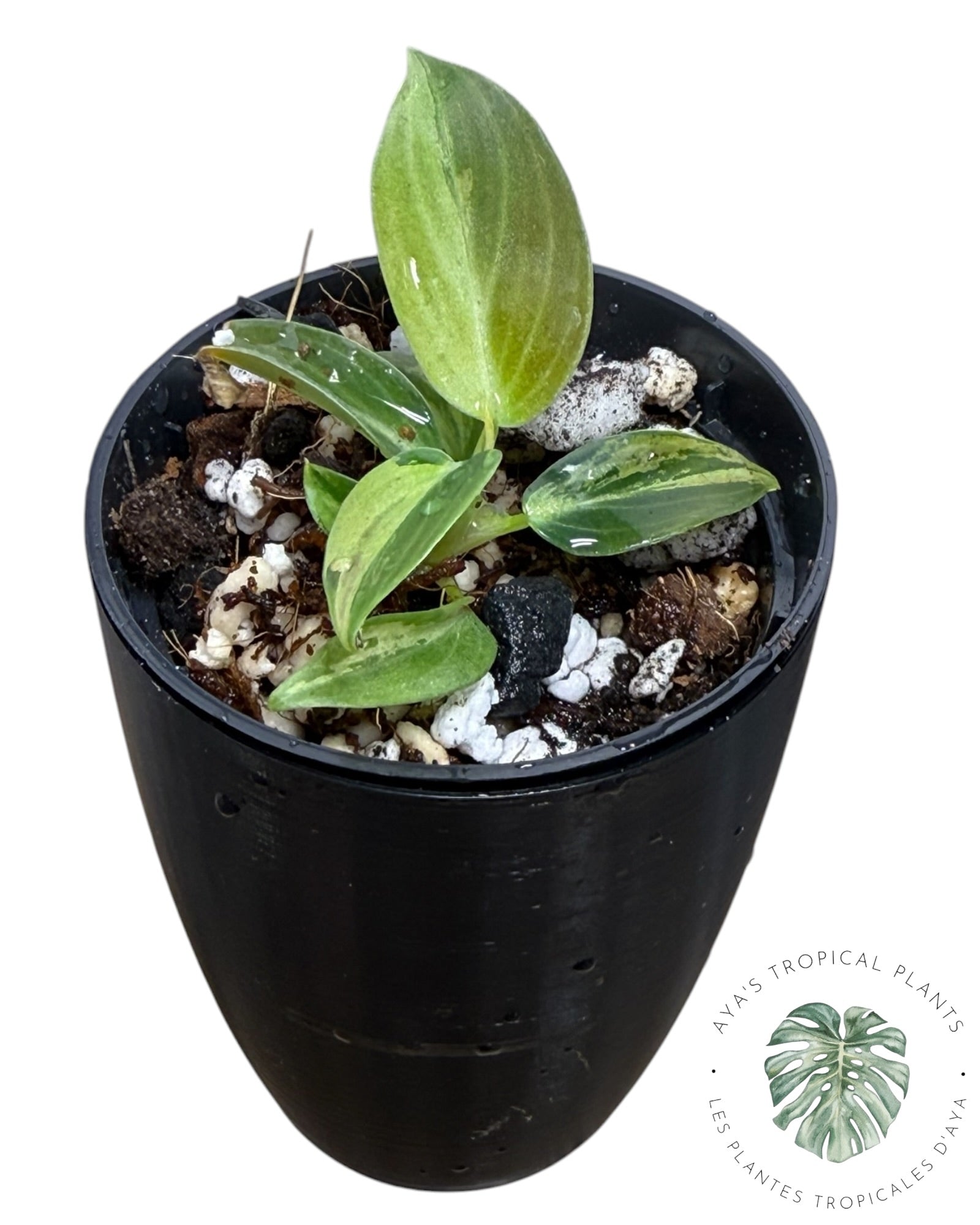 Philodendron Melanochrysum Variegated