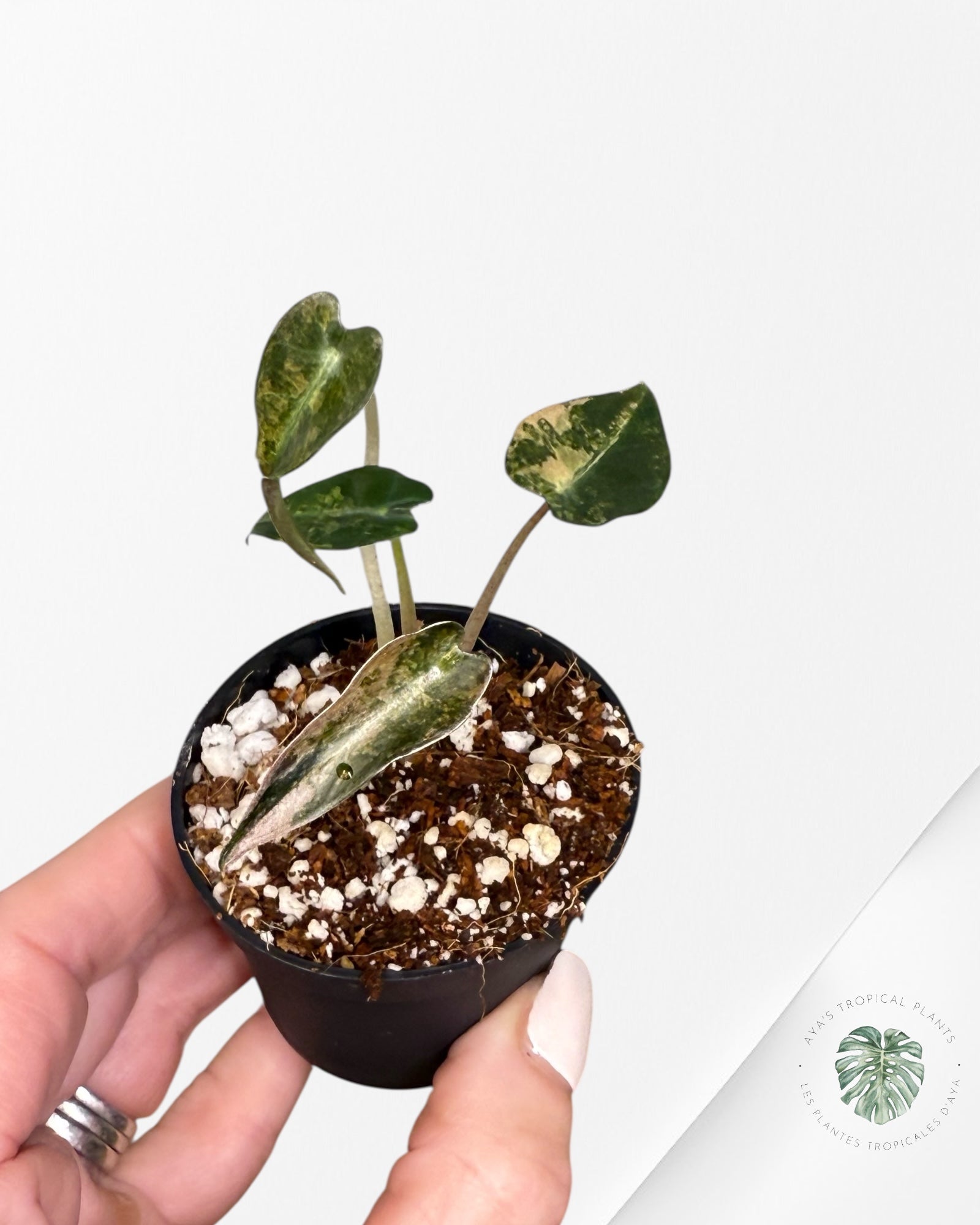 Alocasia Bambino Variegated (Aurea) - TC15