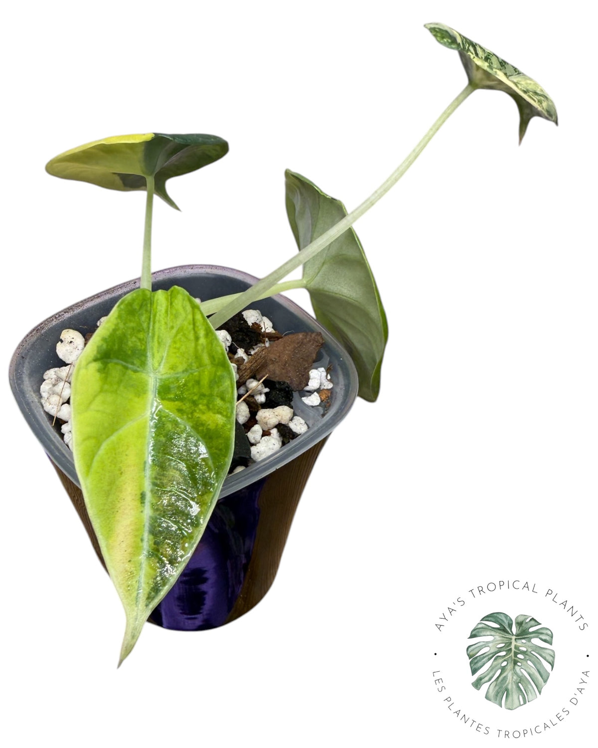 Alocasia Maharani Golden Lime